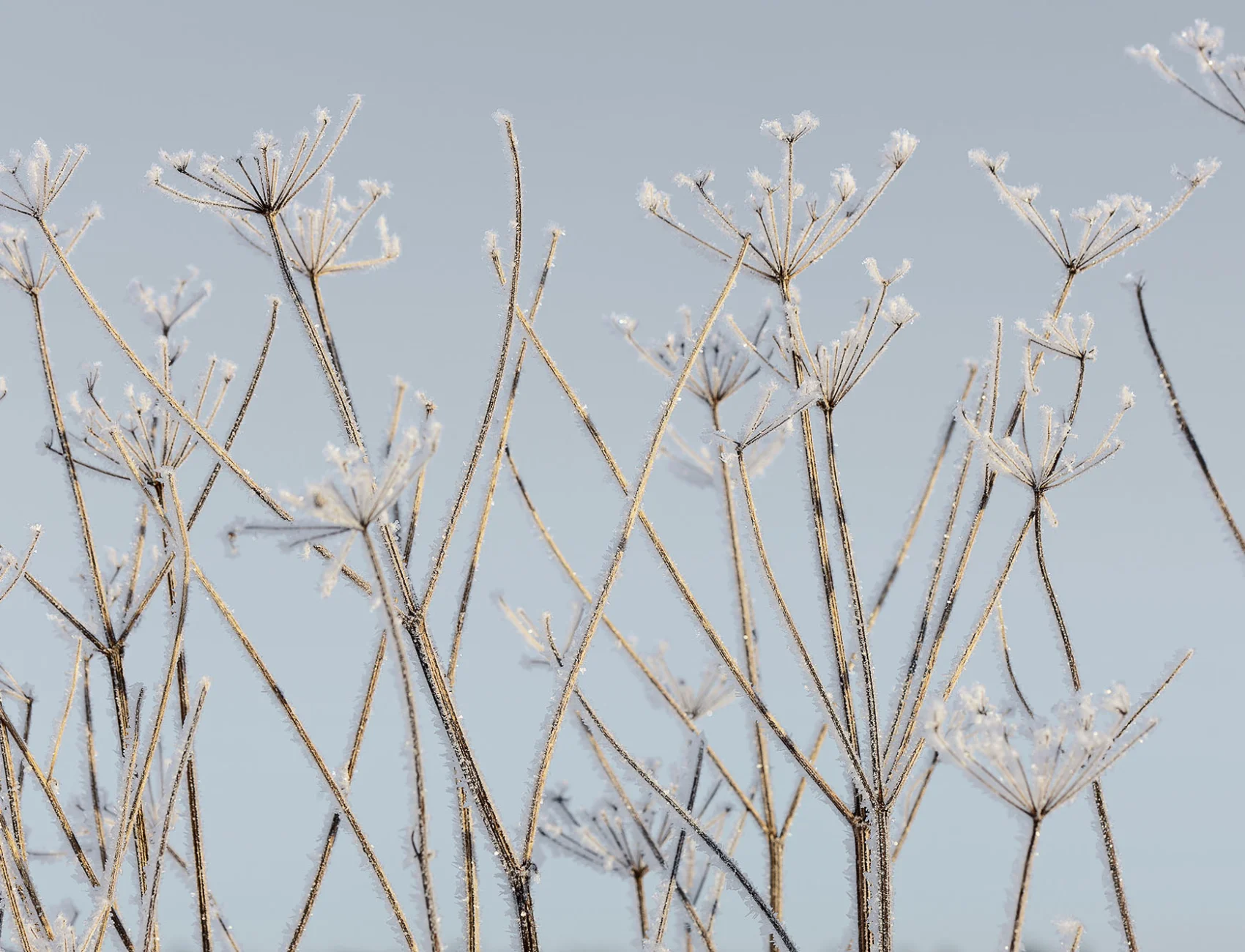 Frost