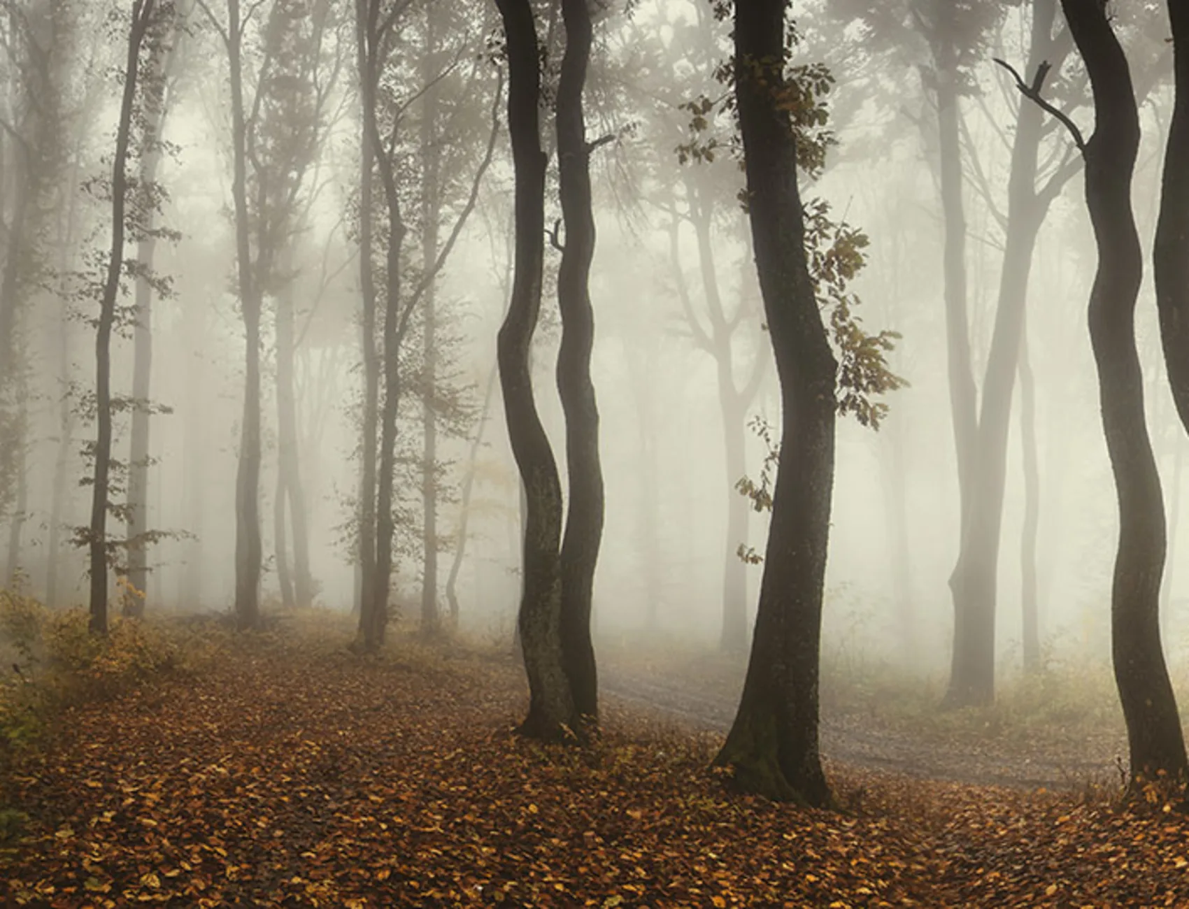 Nel profondo della foresta
