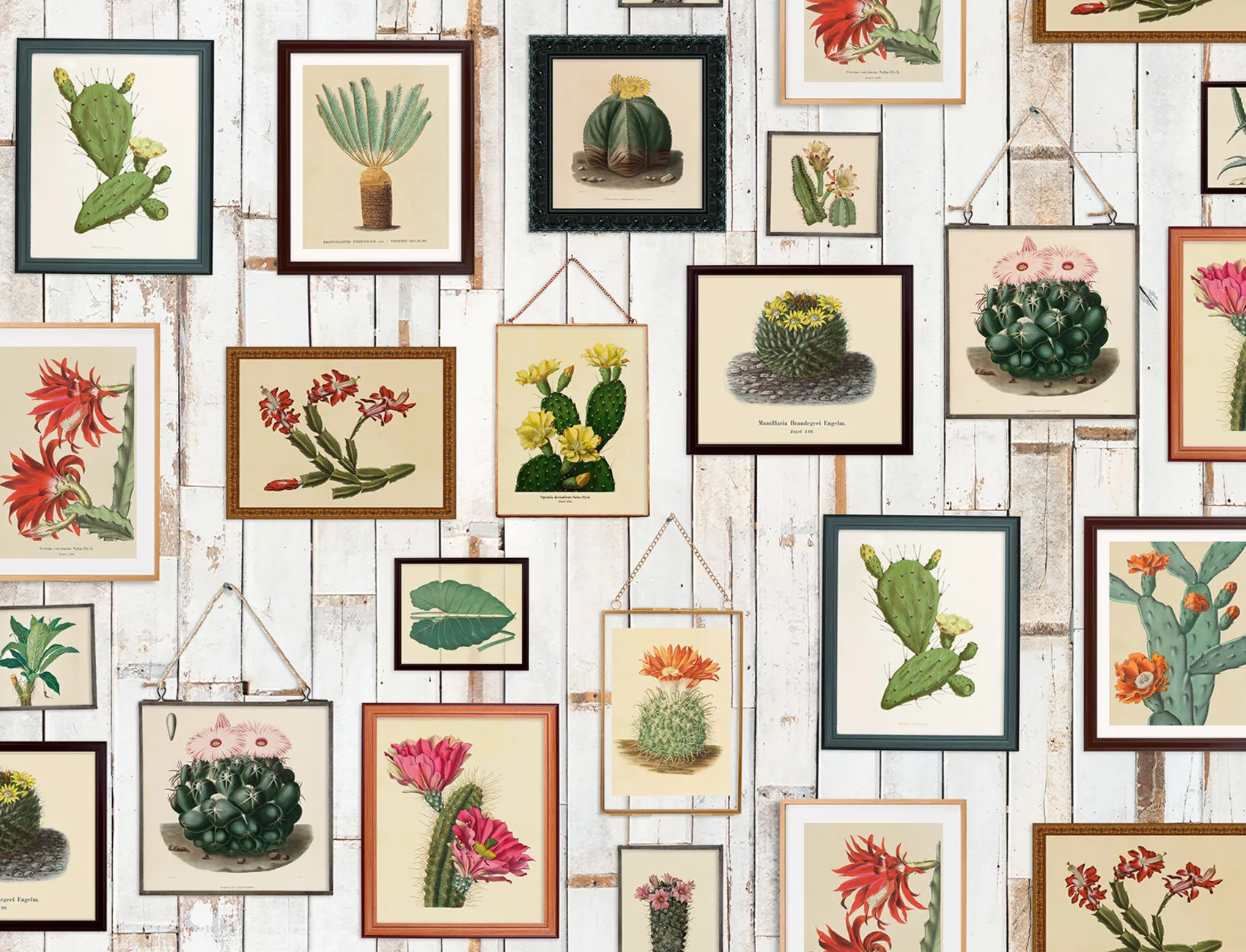 Your own cactus collection – as a mural