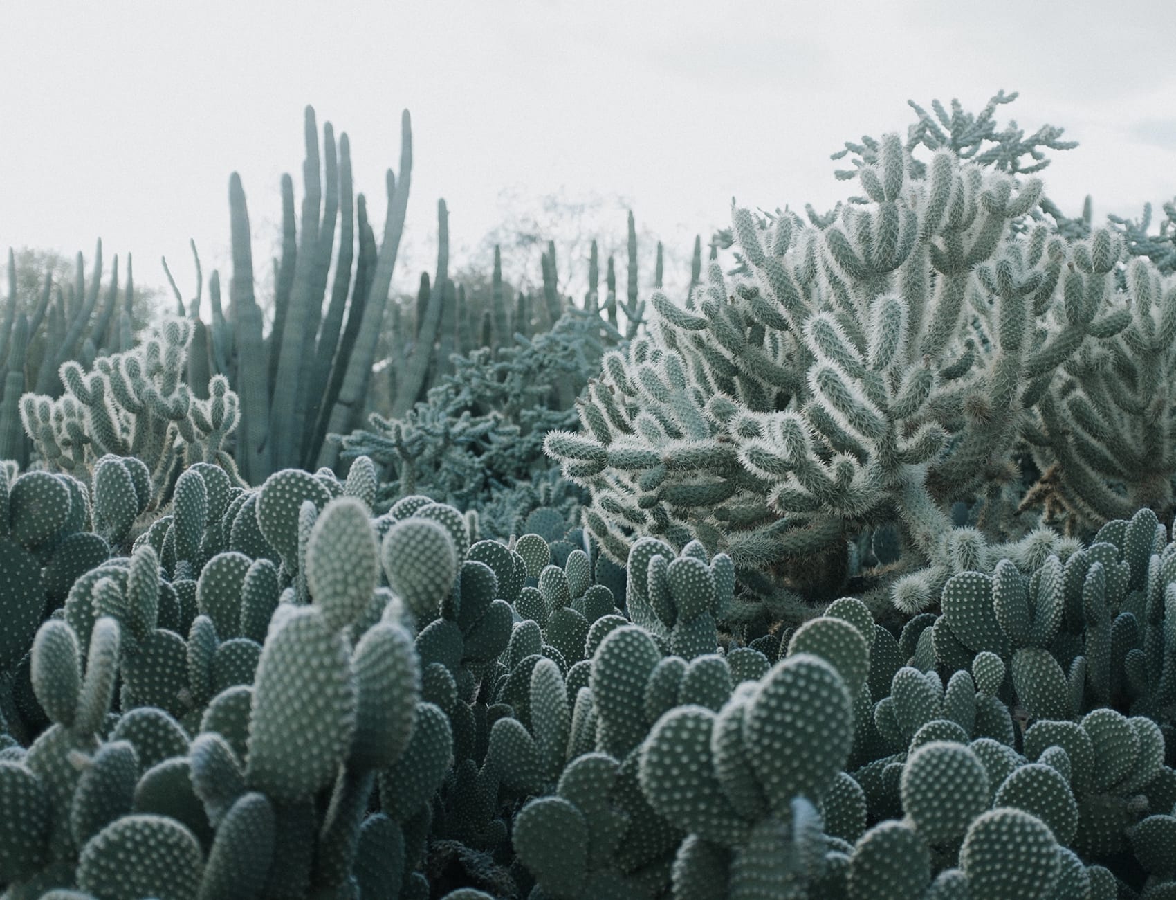 Cacti