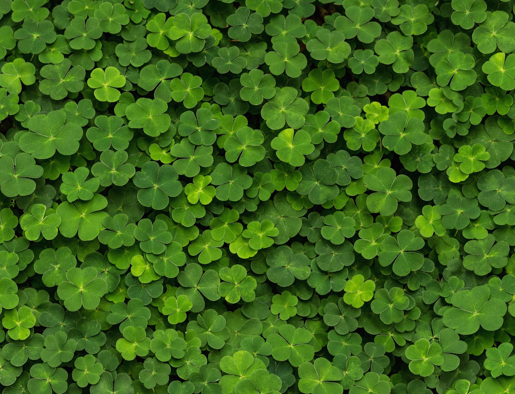 Is there a four-leaf clover to be found?