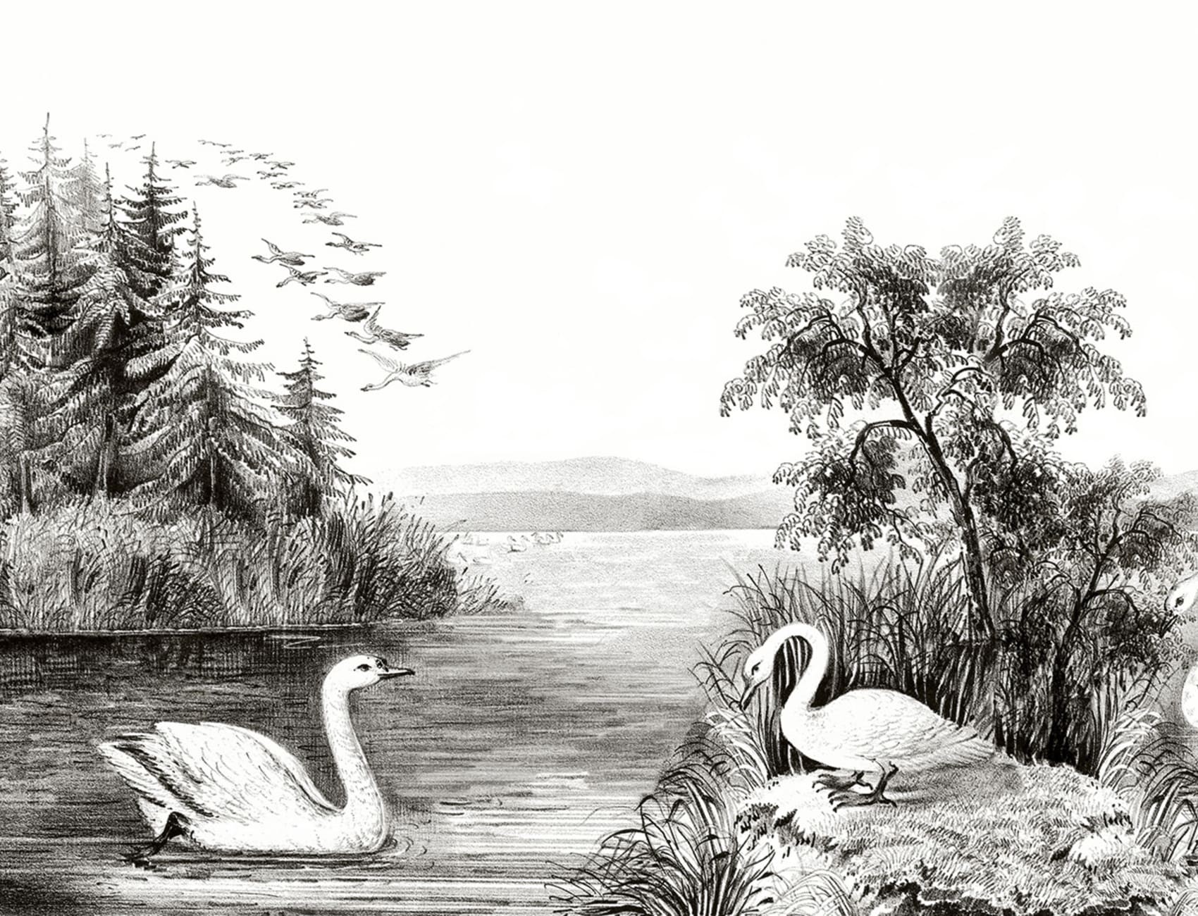 Des cygnes blancs de l'hémisphère nord