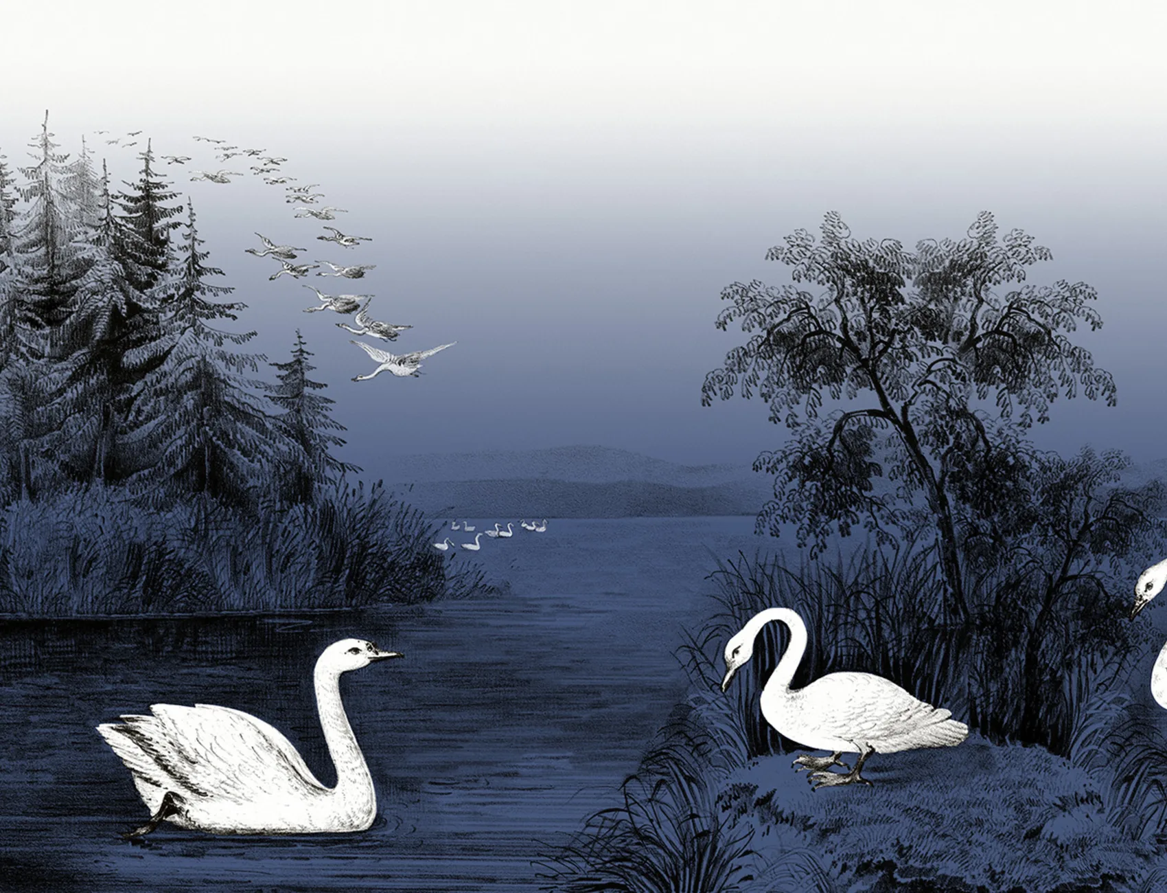 Swans in the midnight blue twilight