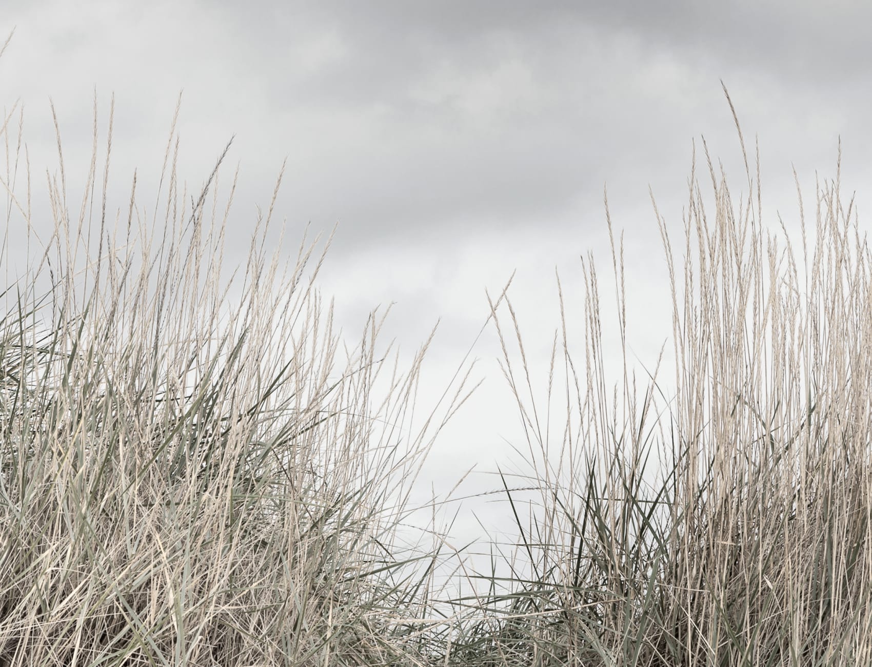 The sophisticated palette of a cloudy day
