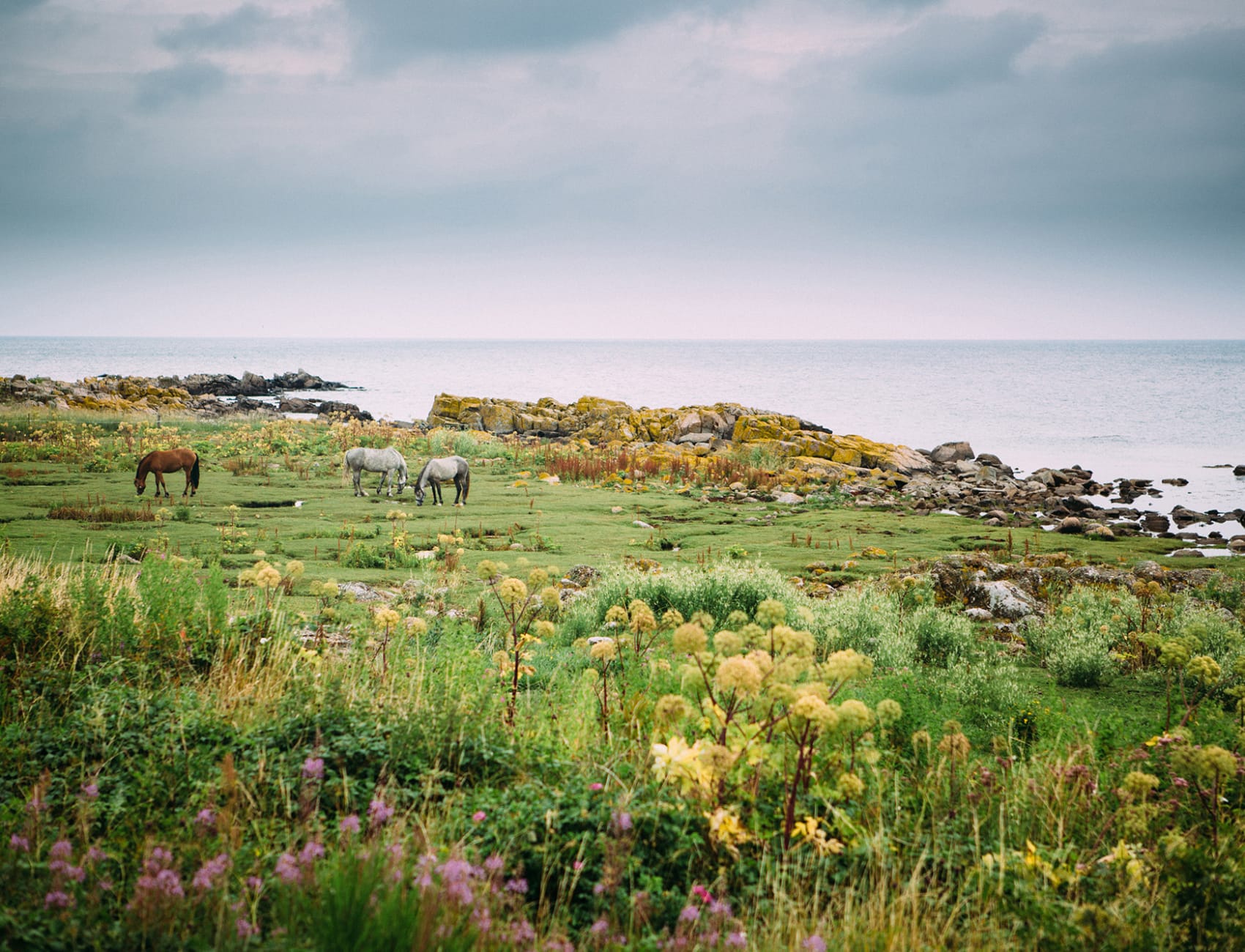 Horses in their right element