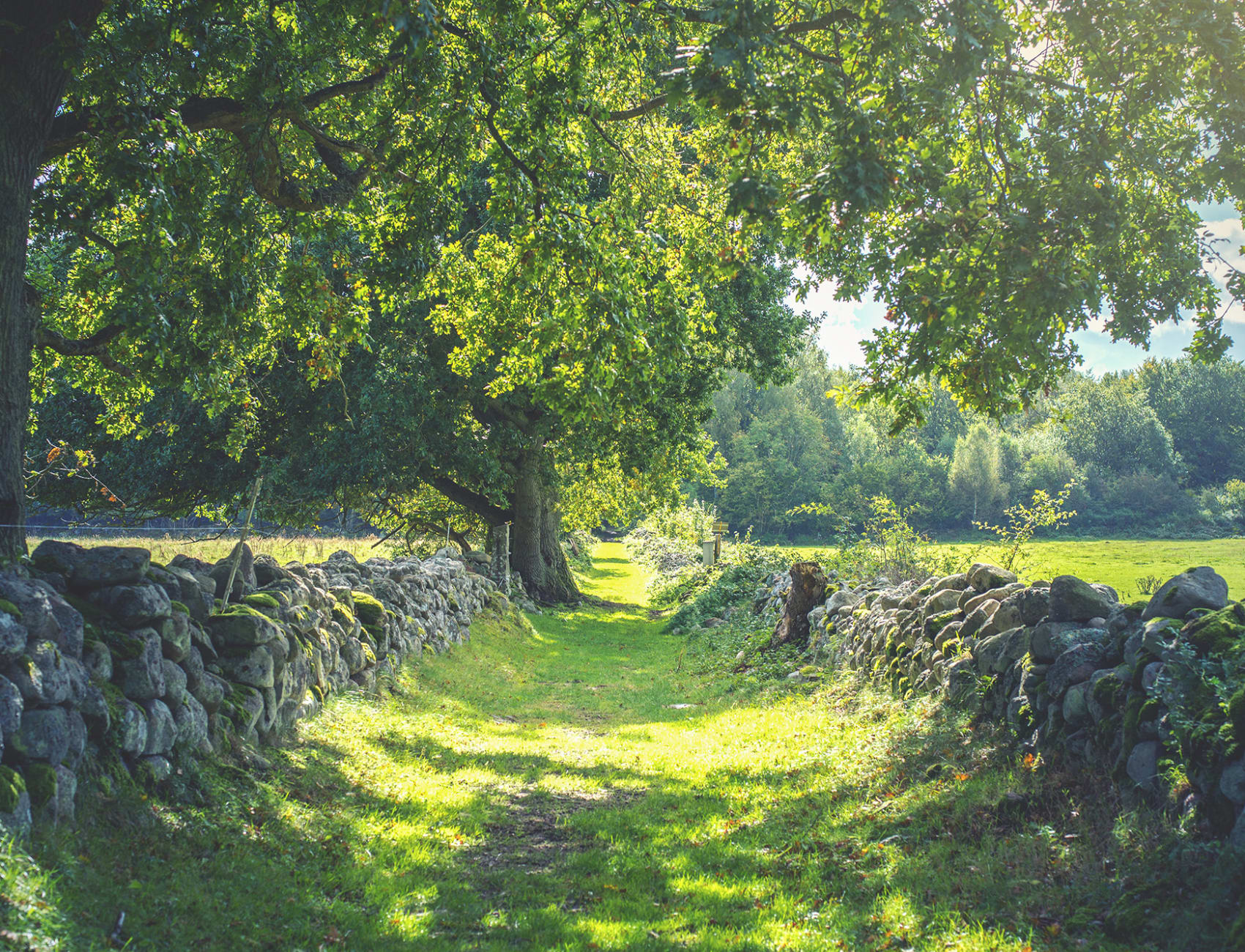Lush landscape wallpaper
