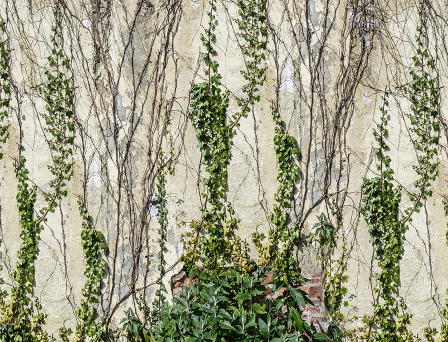 A wallpaper with winding greenery