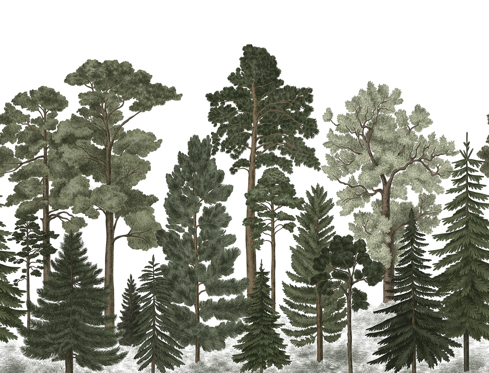 Forest wallpaper with coniferous trees