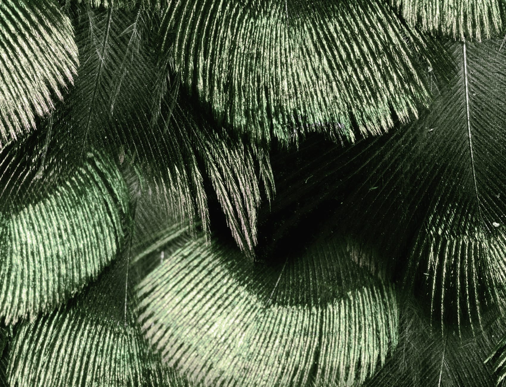 Petite Peackock Plumage, Jade