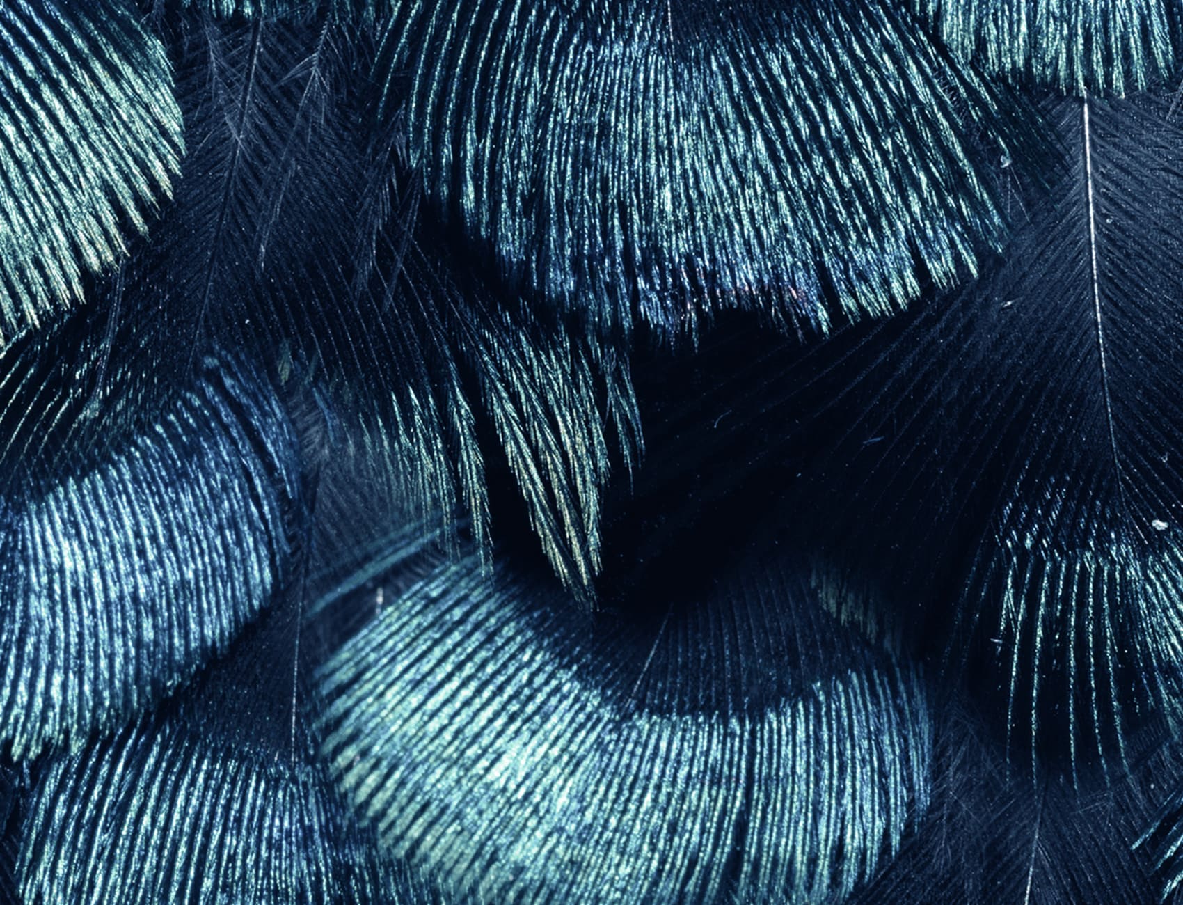 Petite Peacock Plumage, Teal