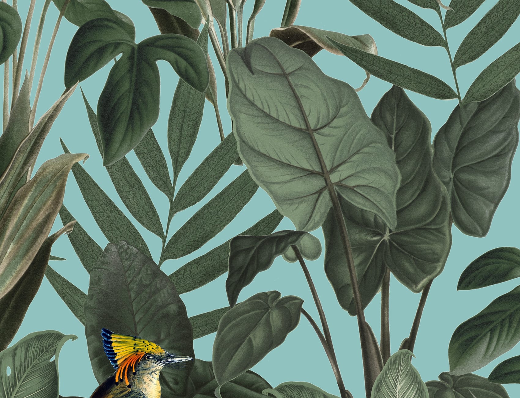 Birds of Paradise, Lush Green