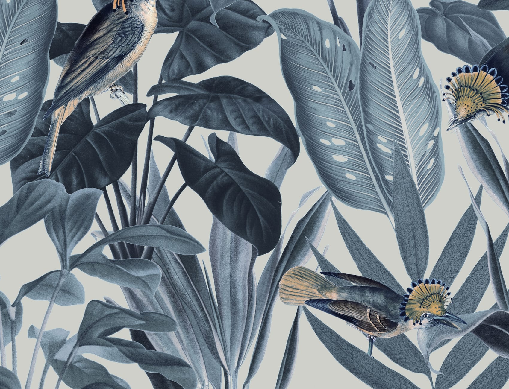 Birds of Paradise, Nightfall