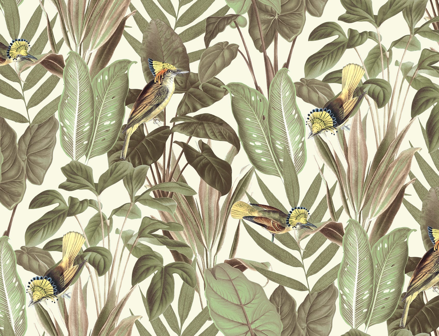 Birds of Paradise, Bright Dawn