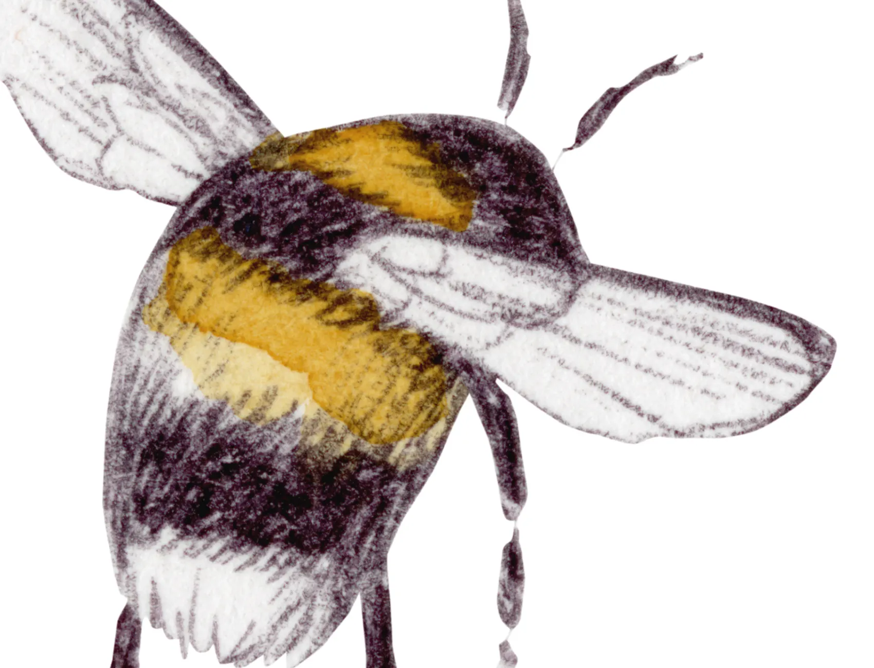 Bumblebee, White