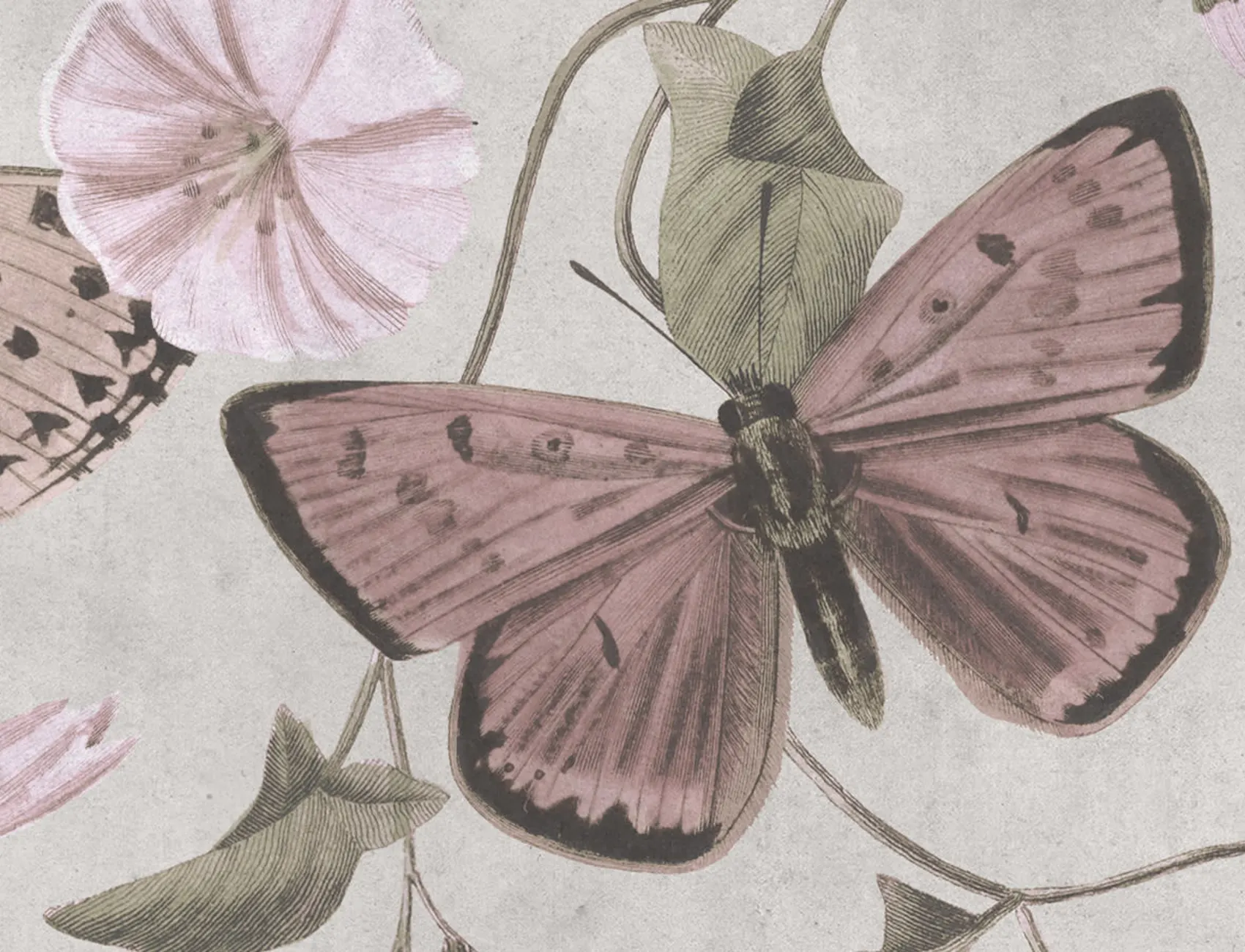 Gracious Butterflies