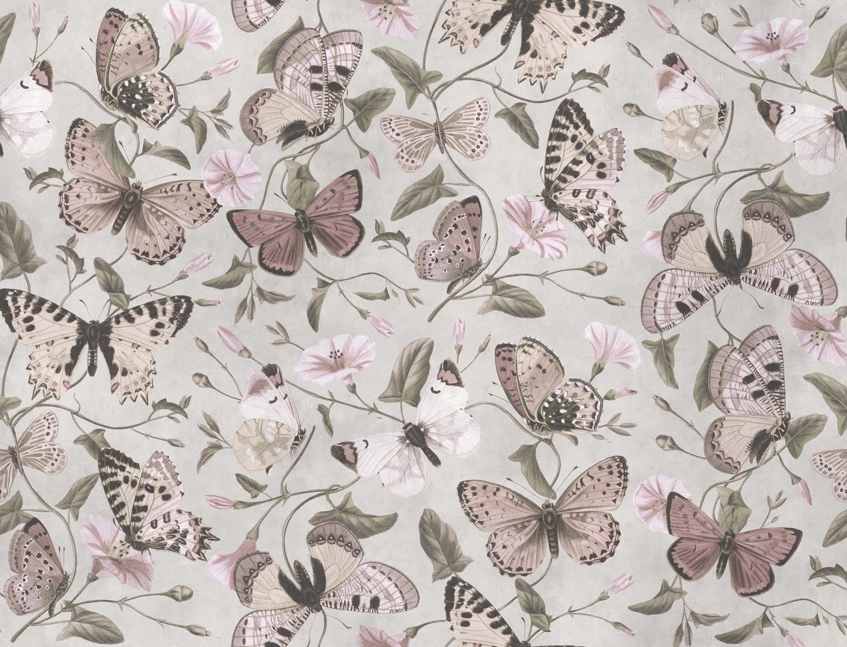 Gracious Butterflies