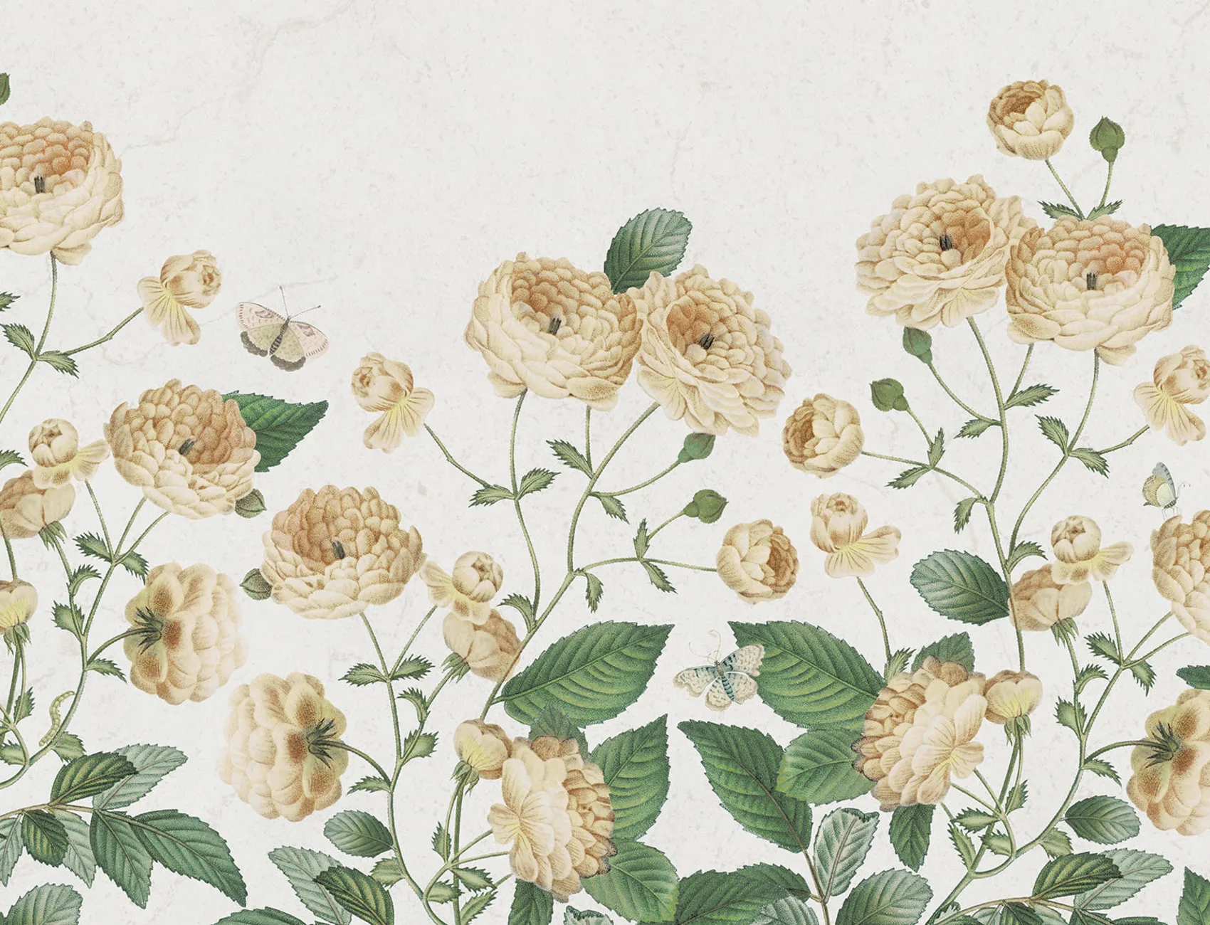 Ranunculus and Butterflies