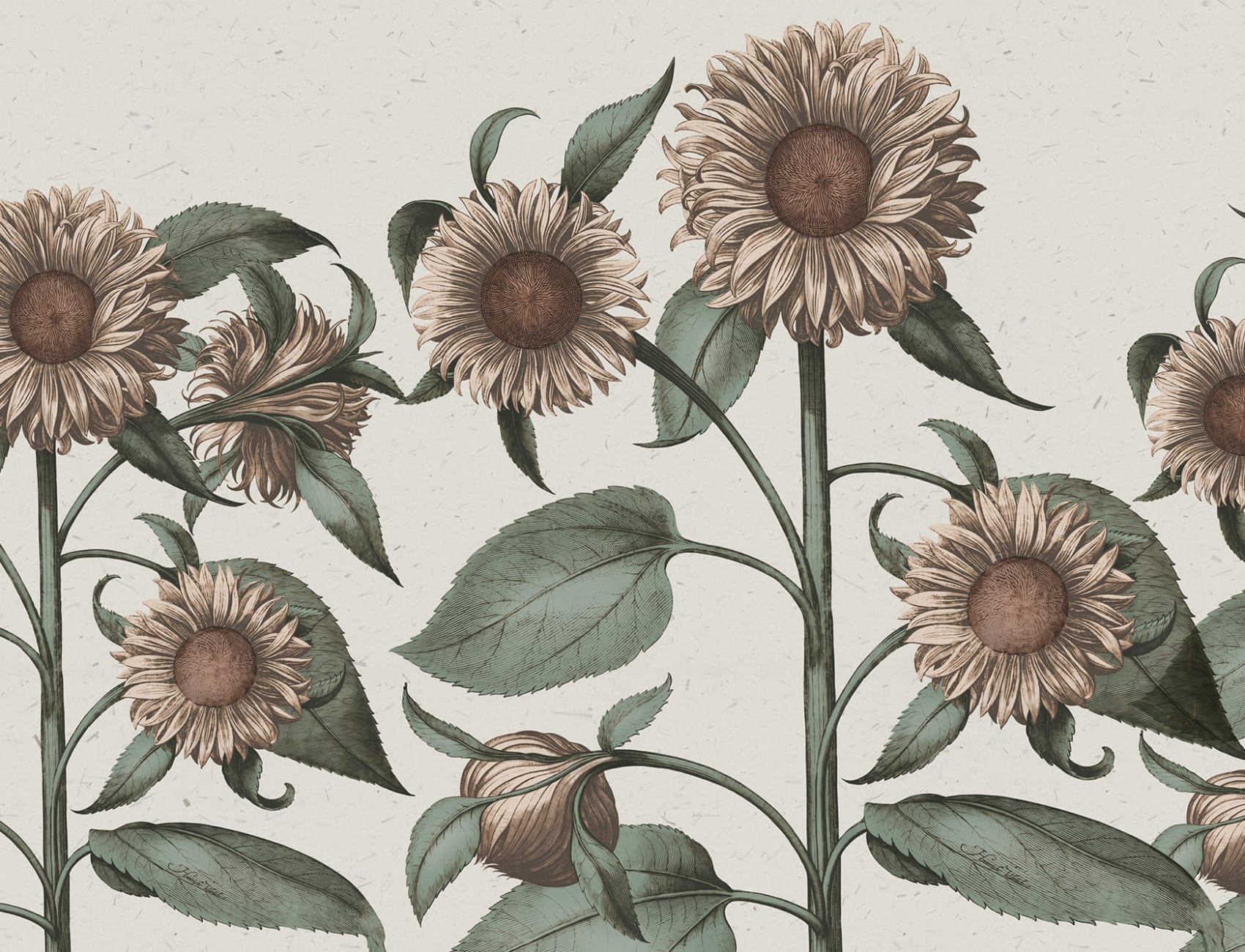 Girasoli d'epoca