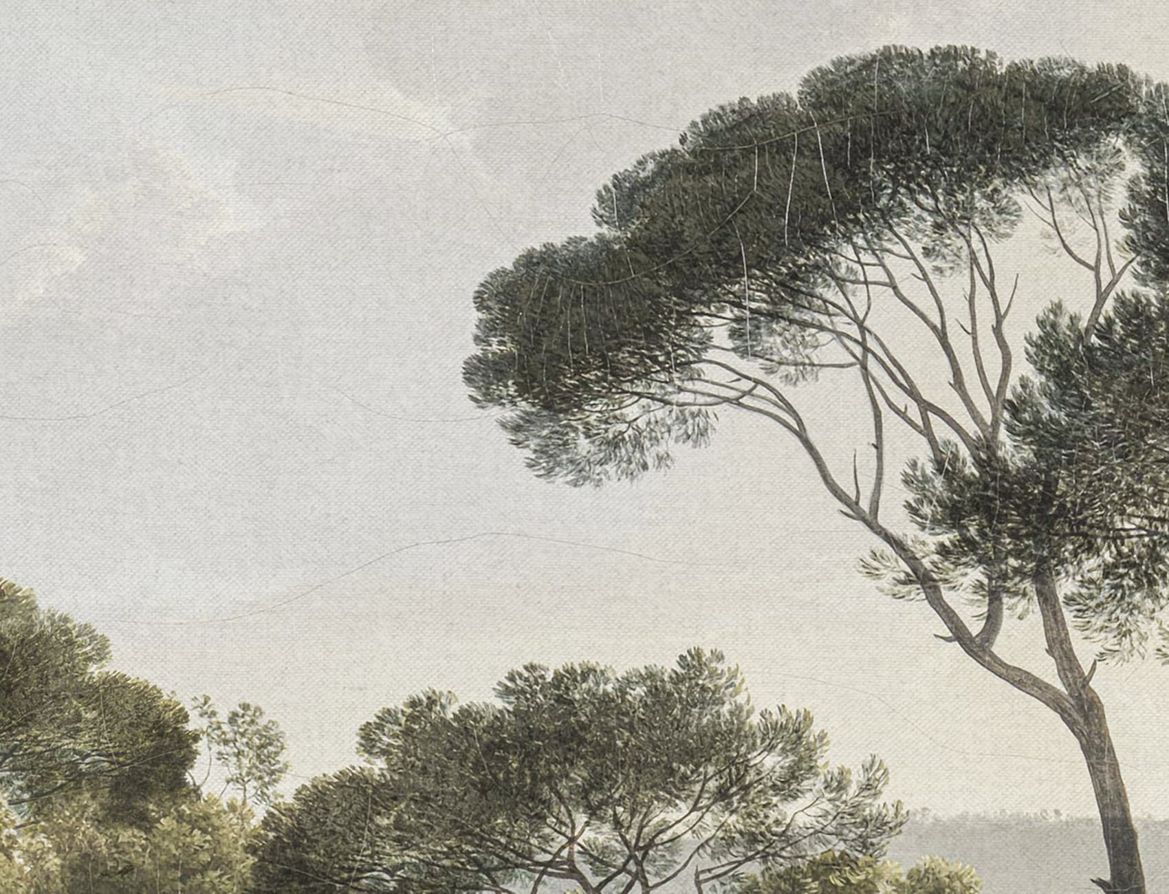 Tranquil Pine Glade