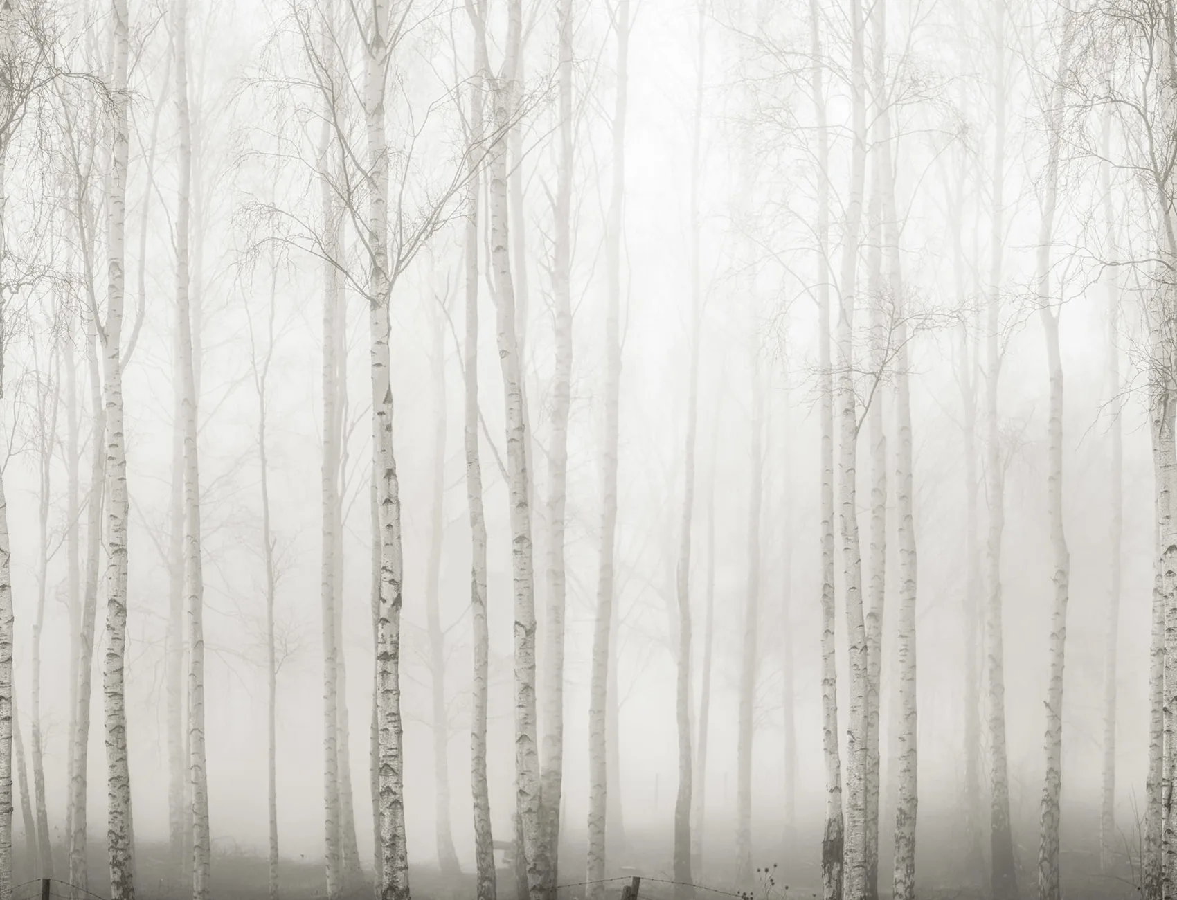 Soft Dawn