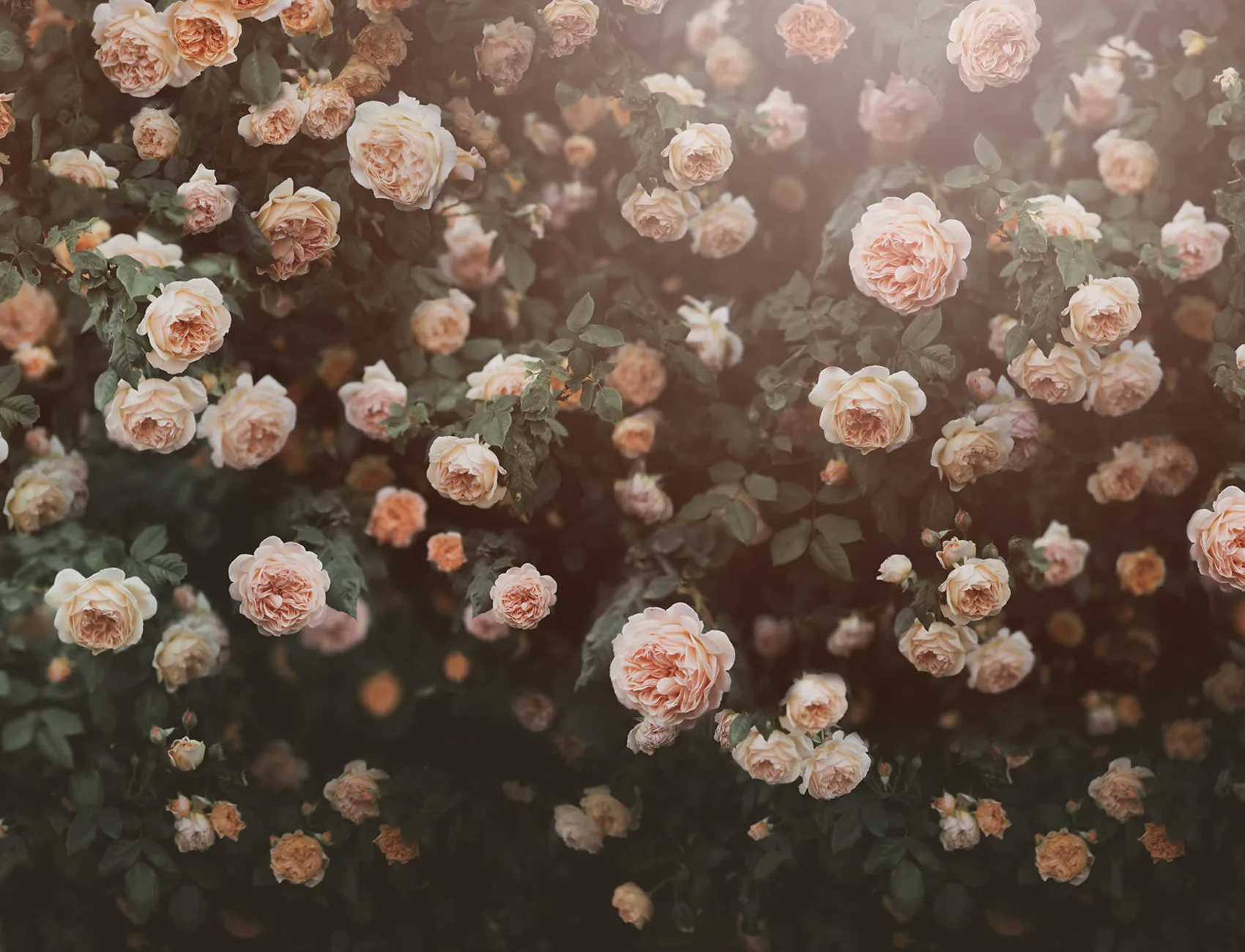Rose Dreams