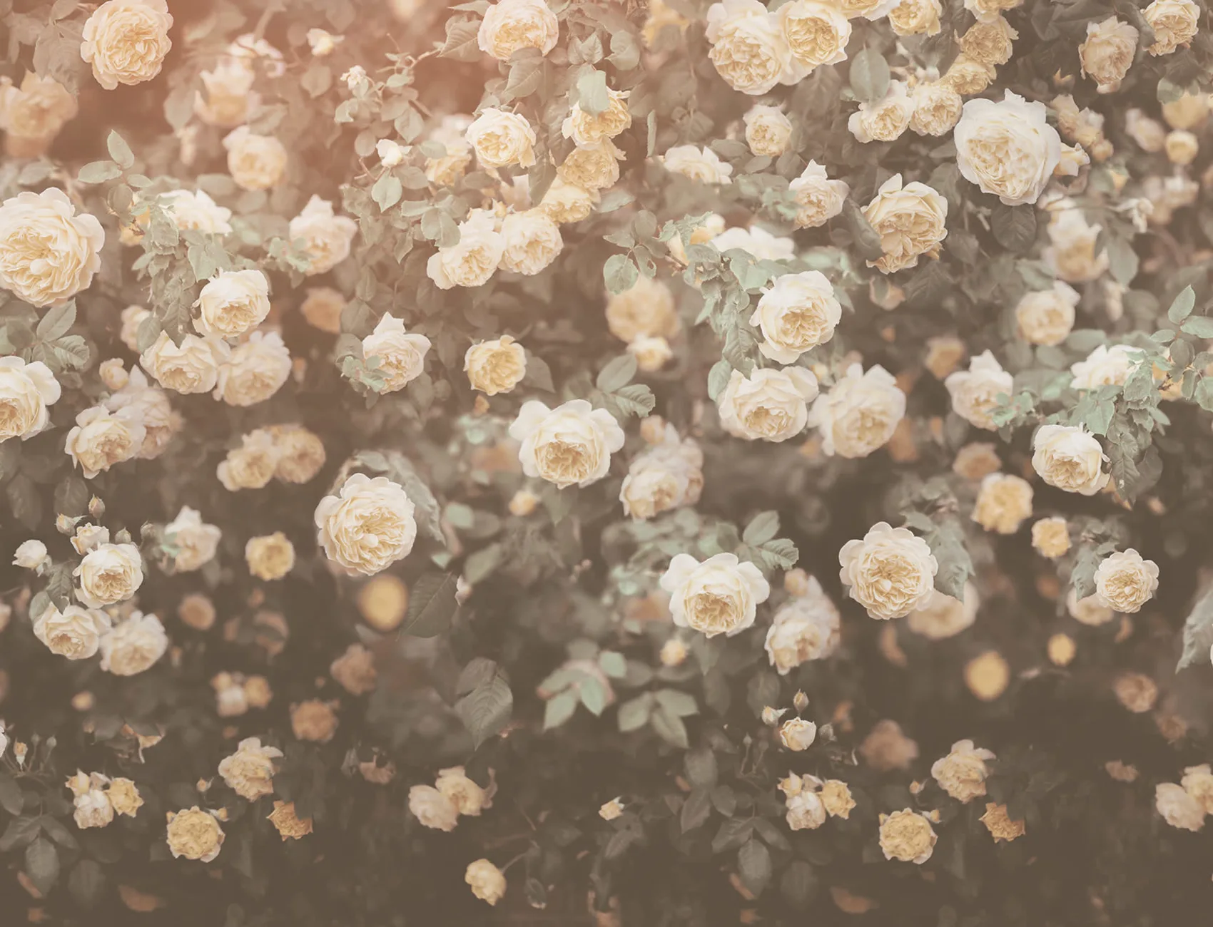 Rose Plenty