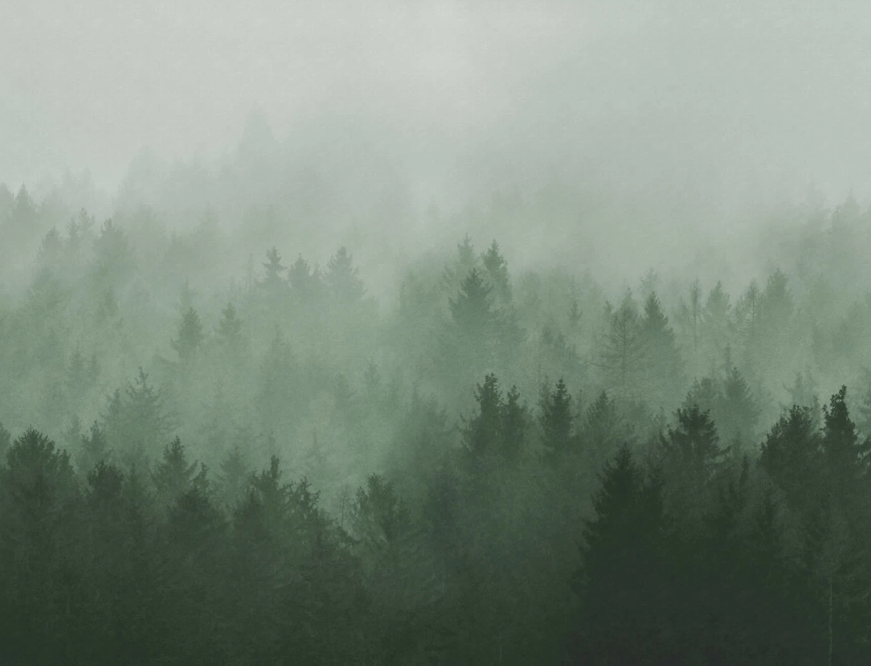 Artistic Forest Photography