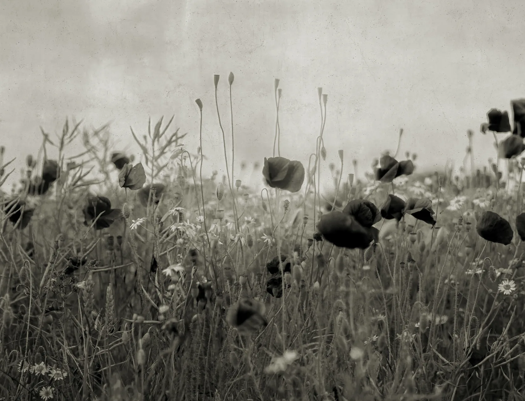The Flowers of Your Dreams