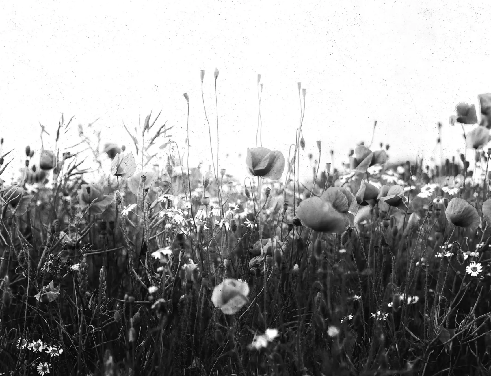 Graphic Flowers