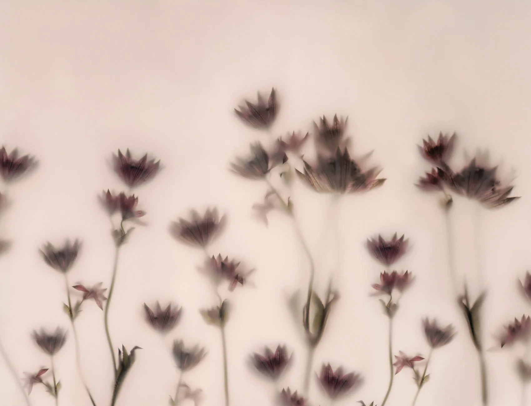 Lagdelt lys og blomst