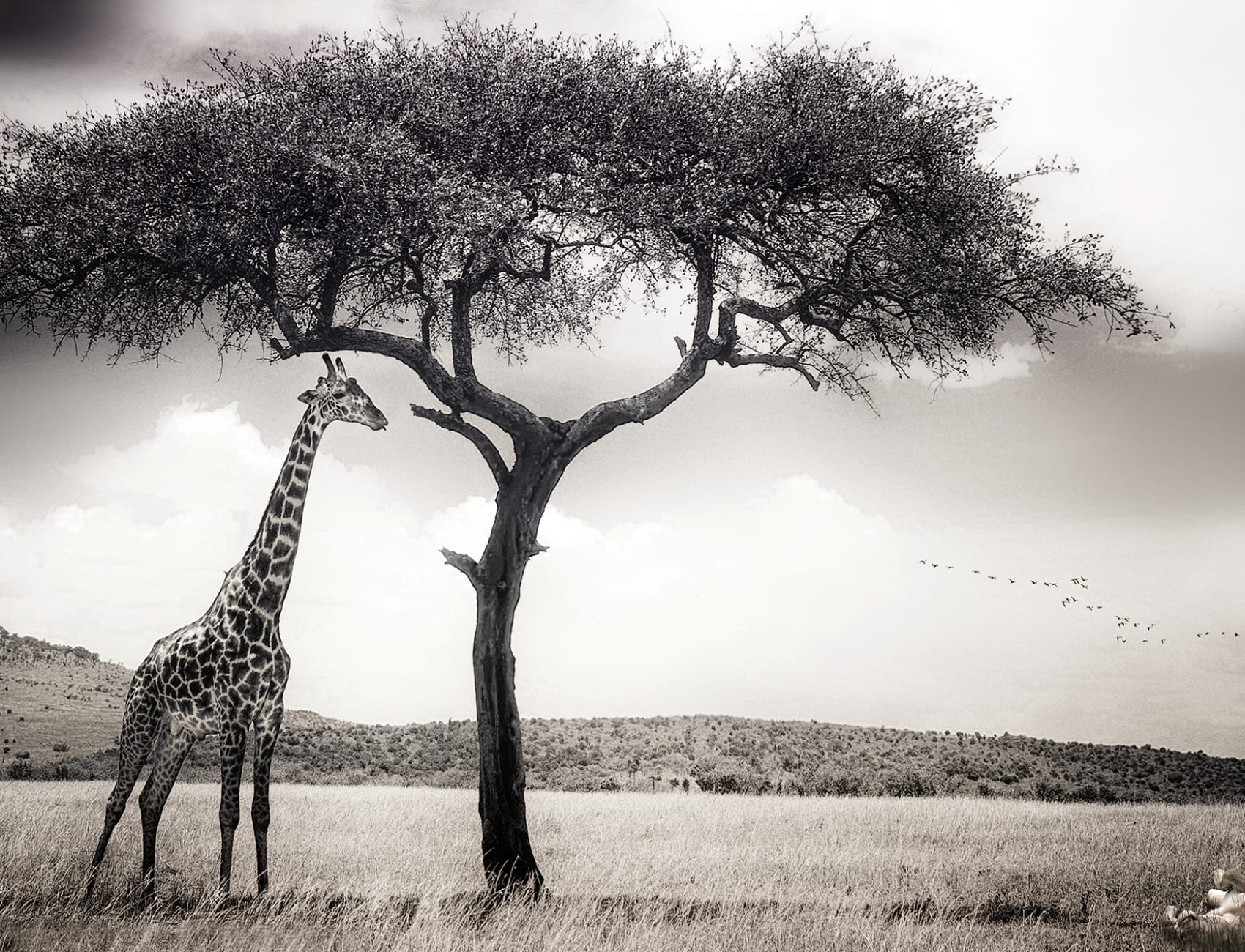 Peaceful Savannah