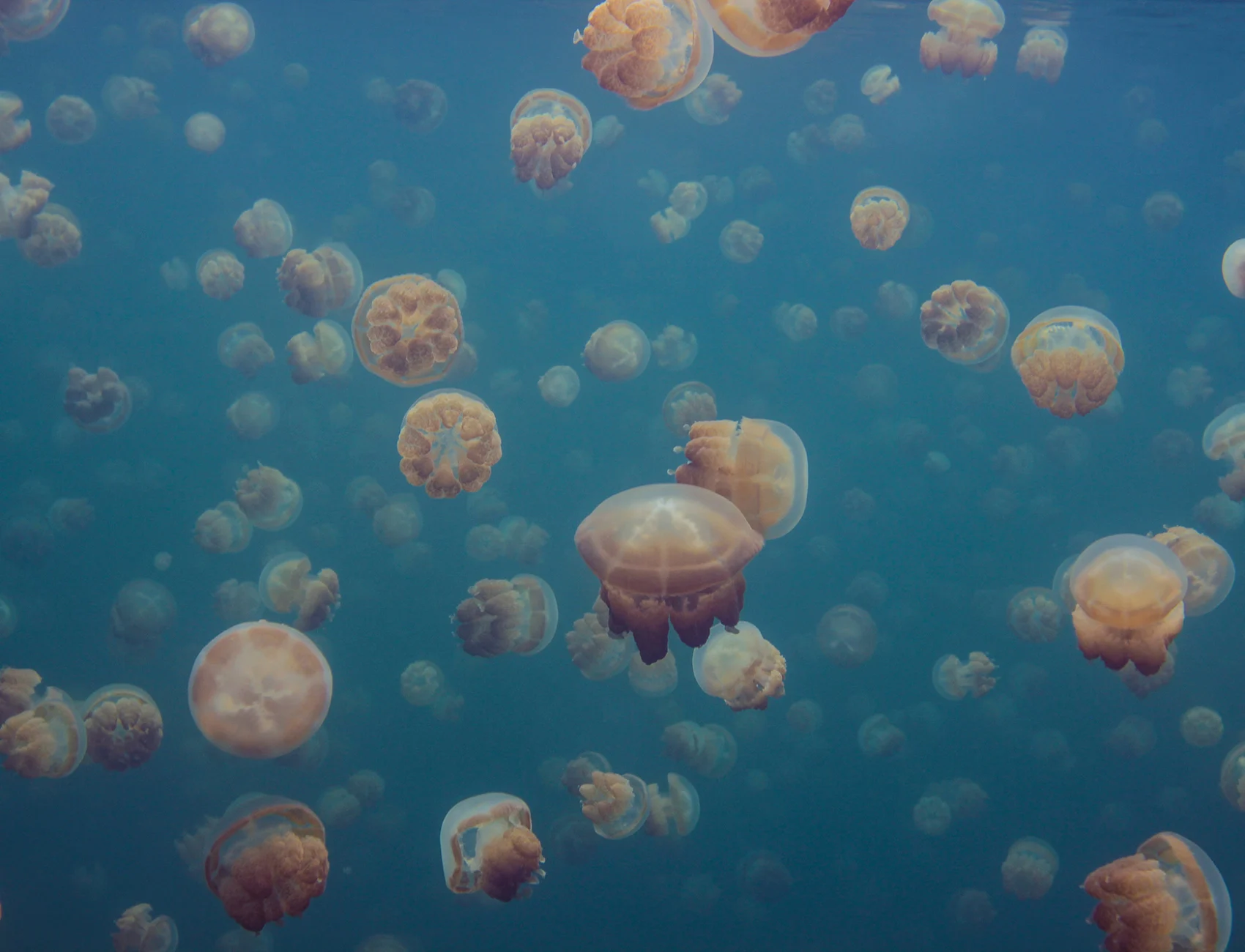 Smack Of Jellyfish