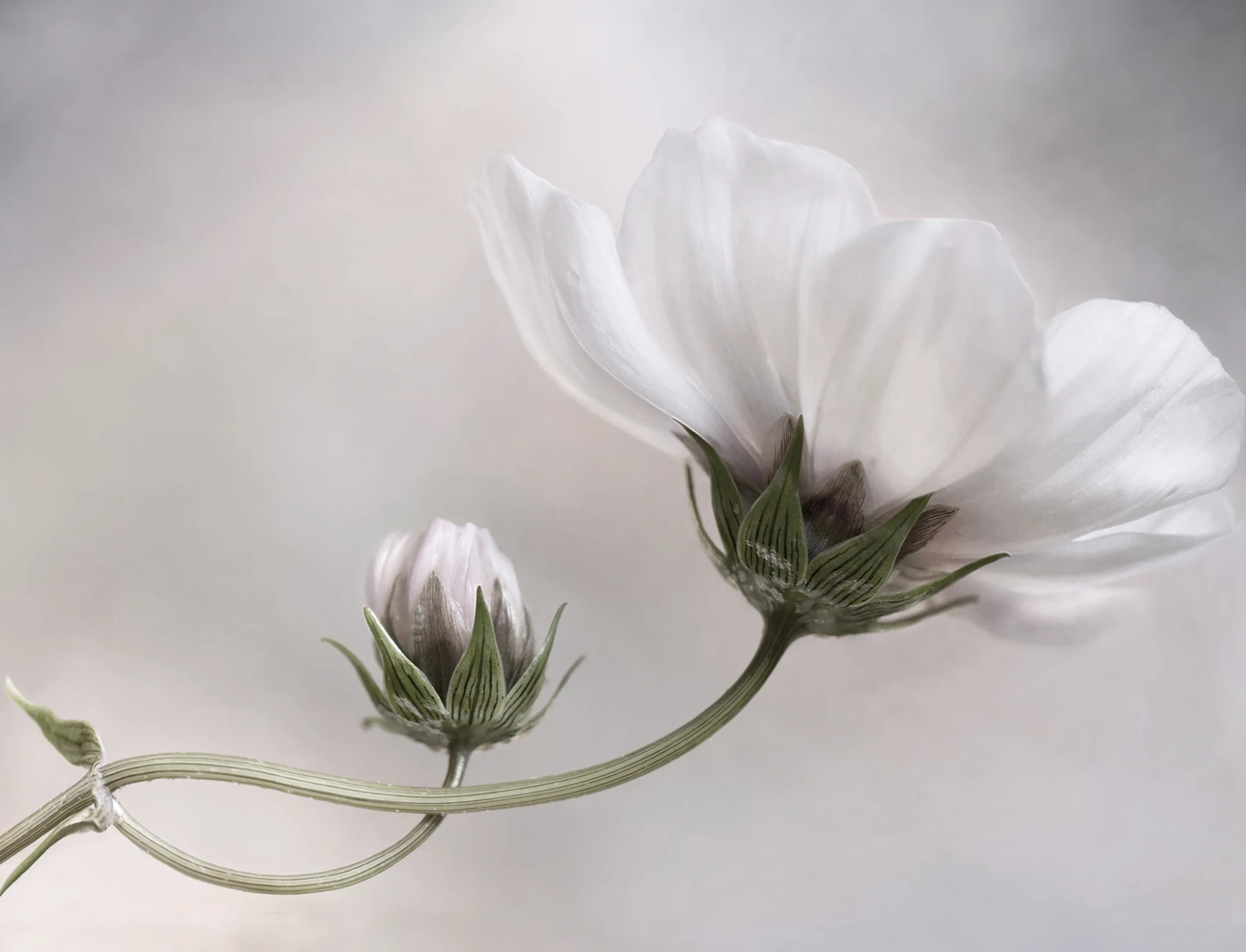 White Flower