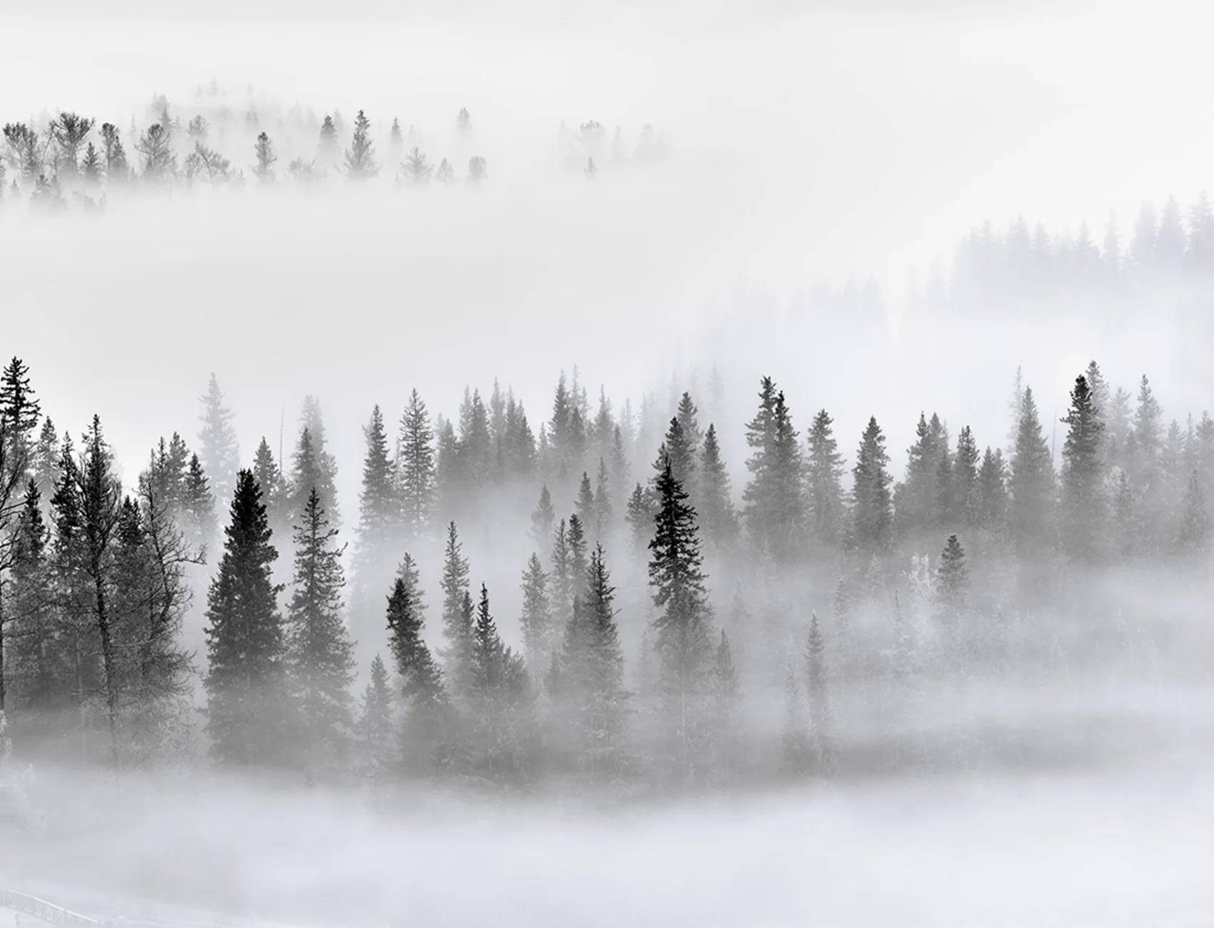 Calm Forest