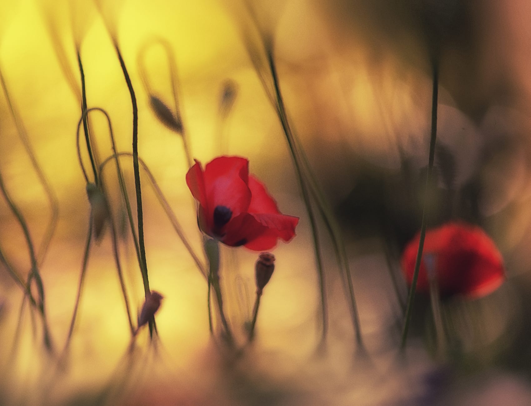 Soft Poppy