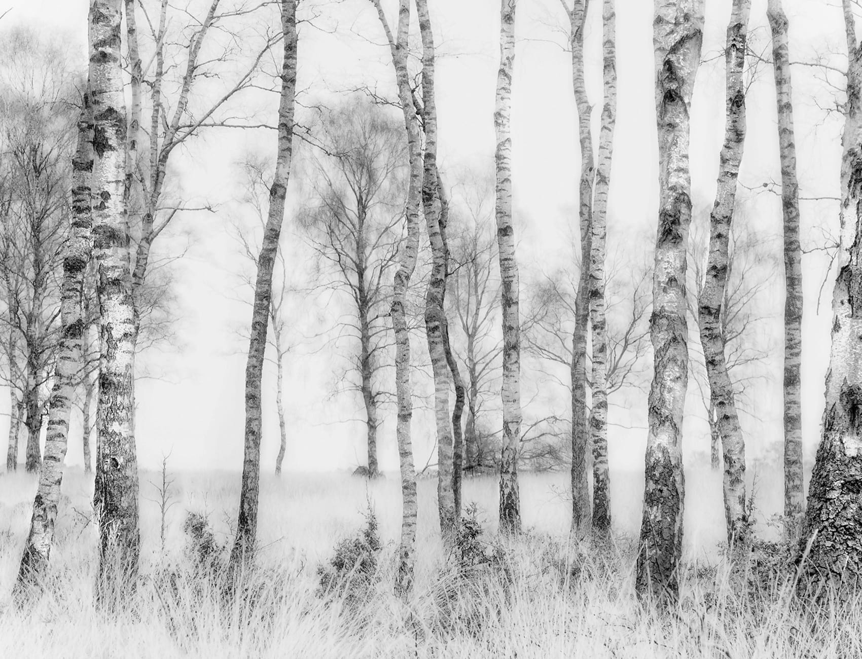 Birch Trees