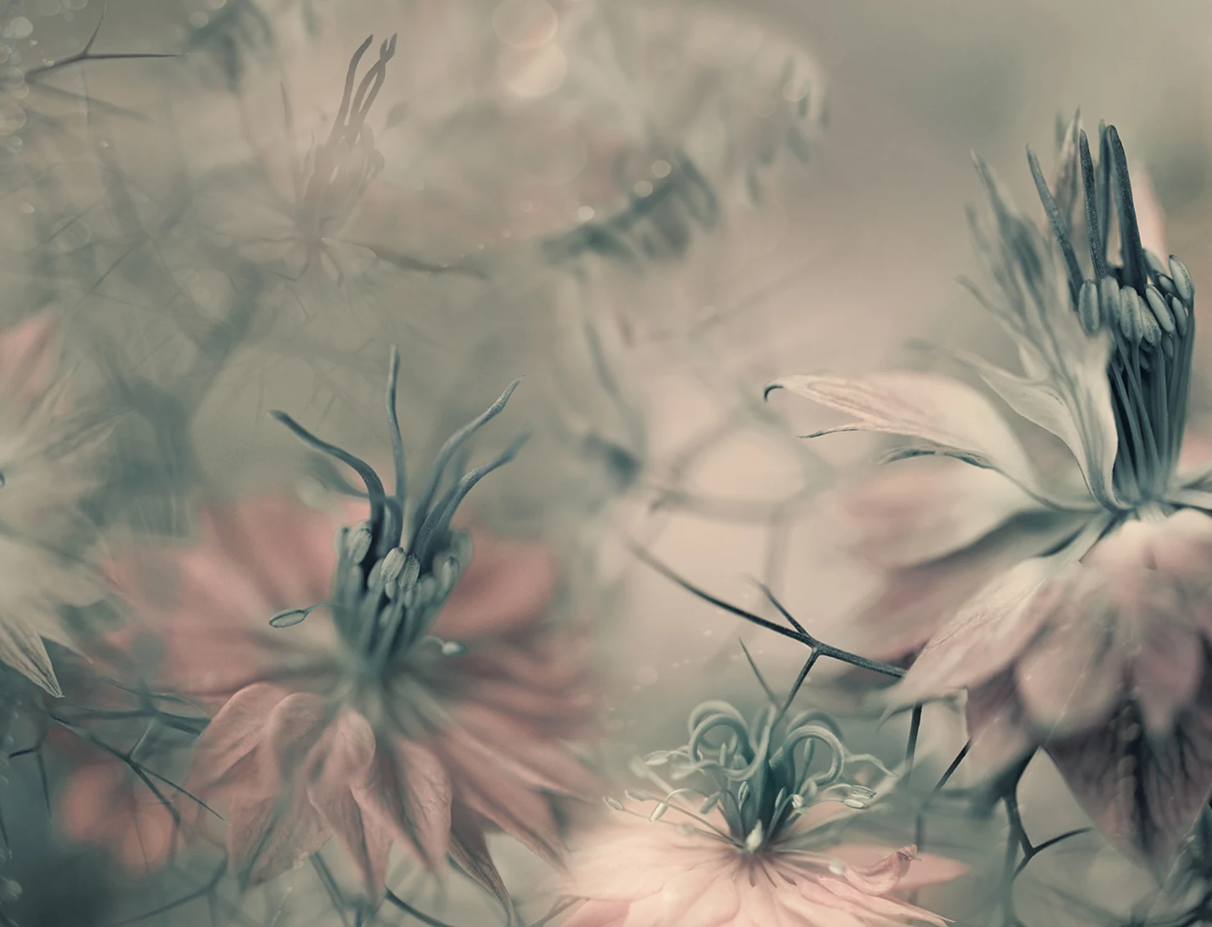 Vintage Blossoms