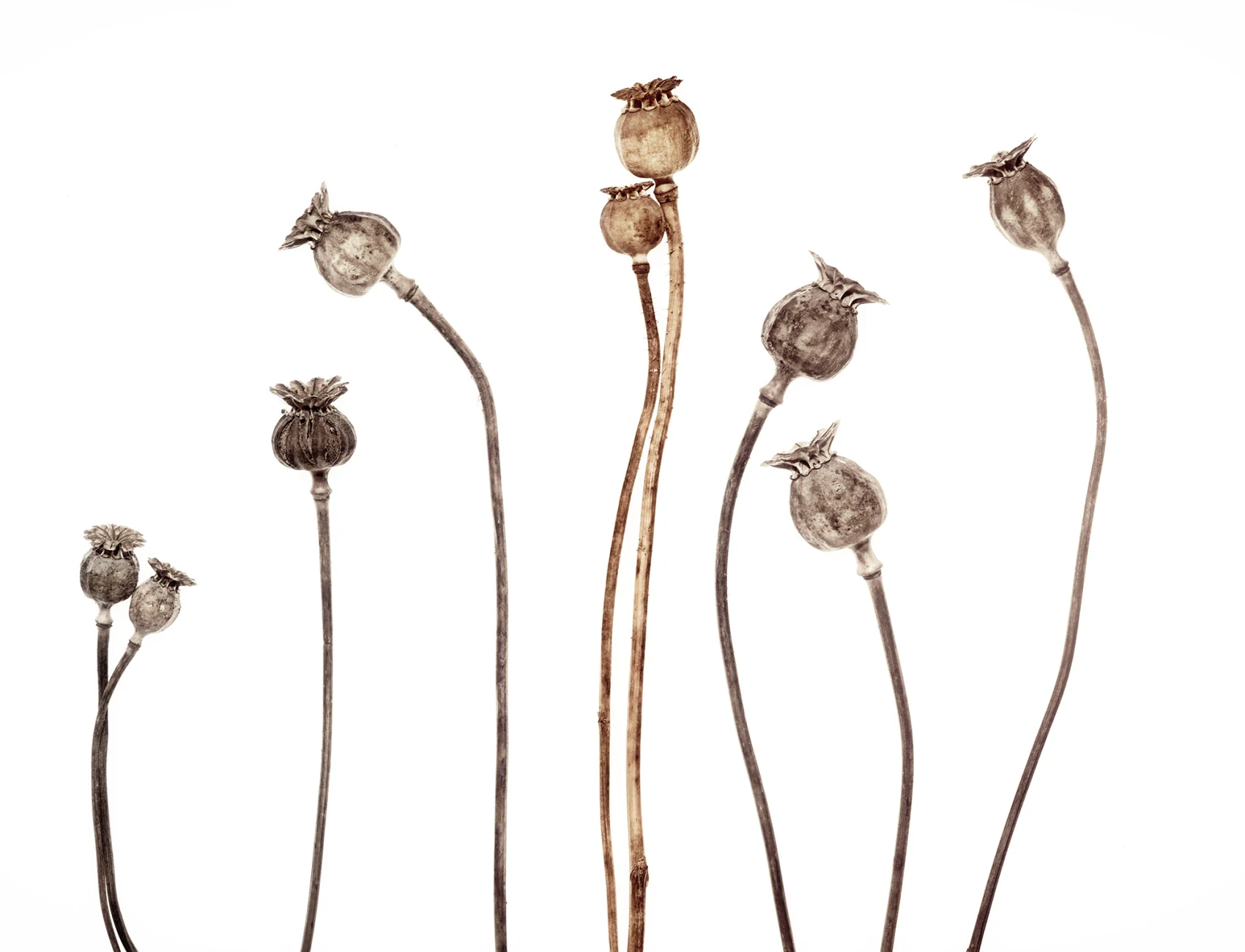 Poppy Capsules