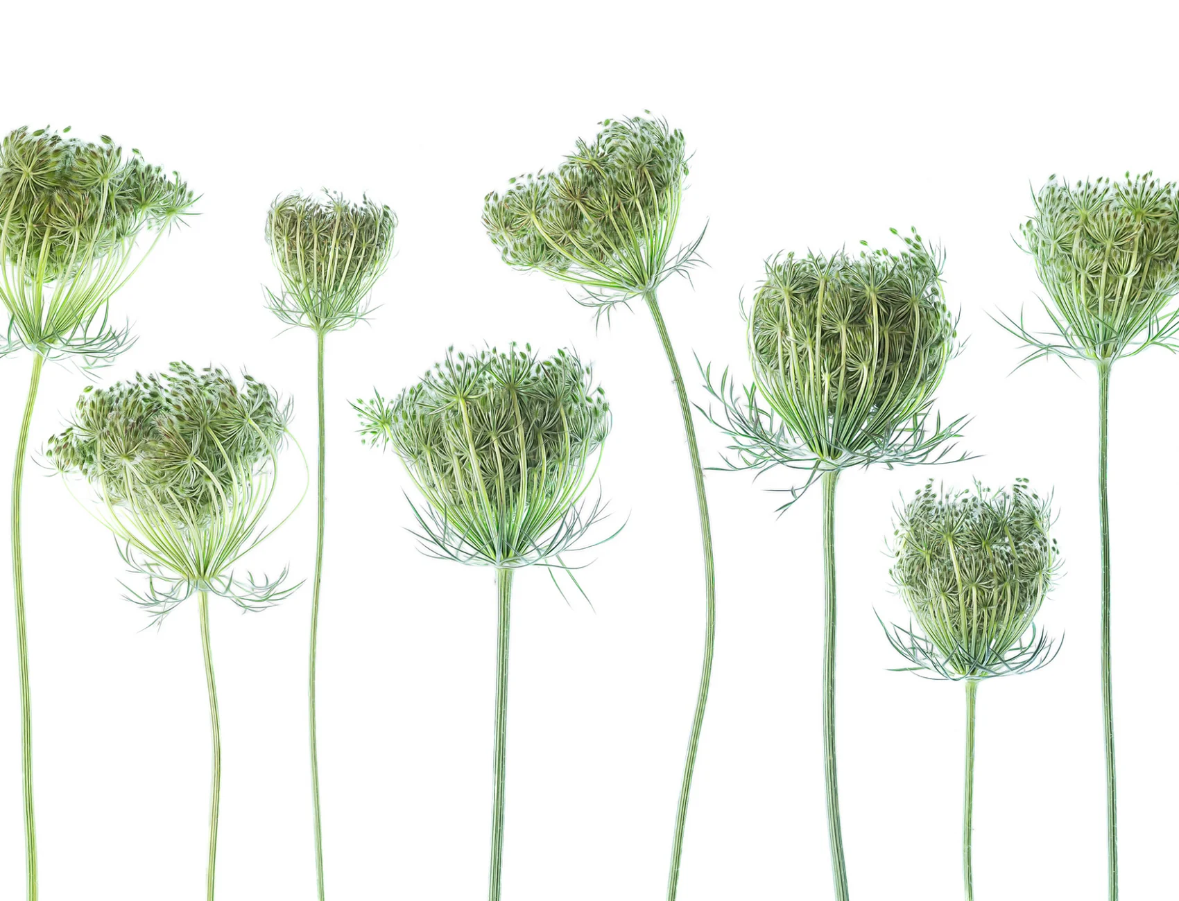 Wild Carrot