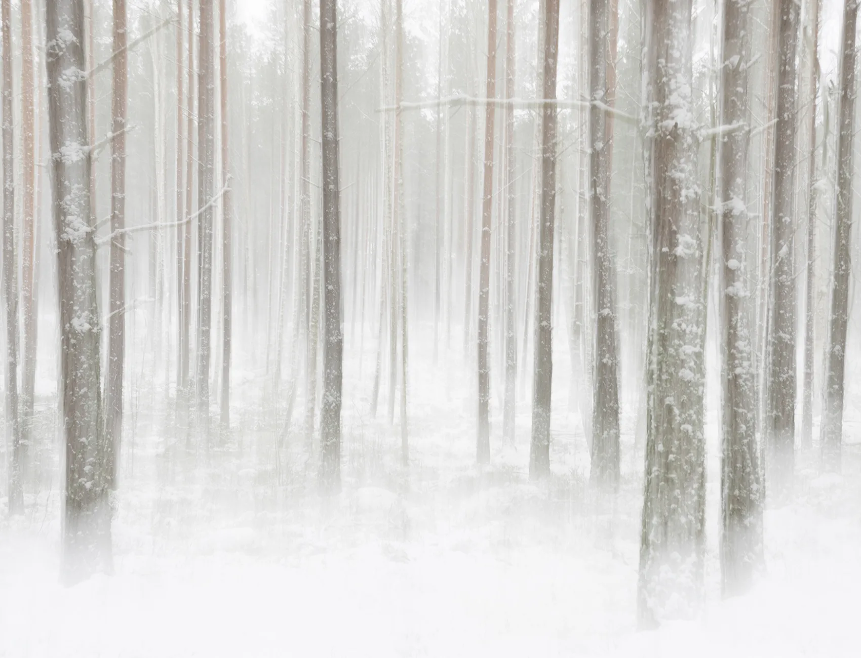 Winter Forest