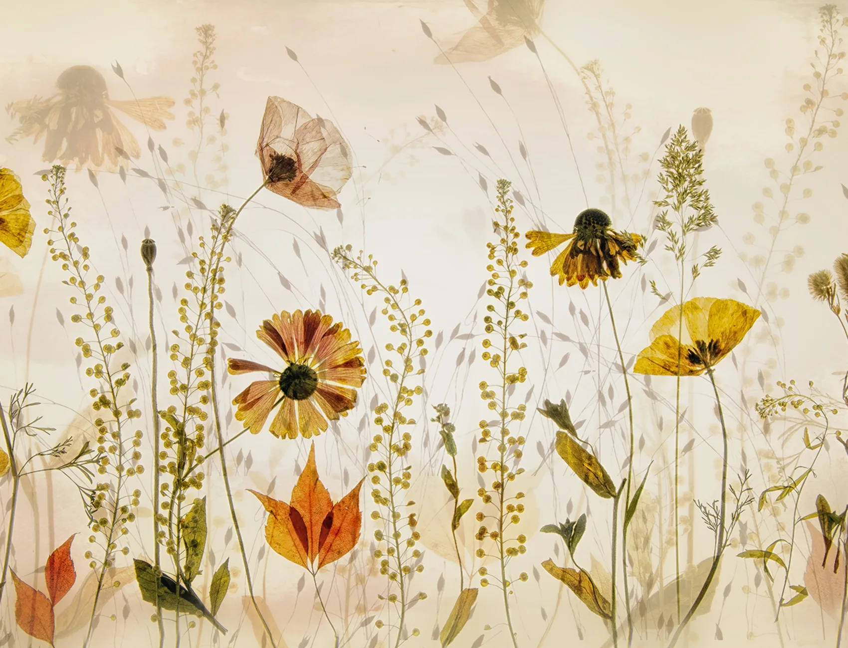 Midsummer Meadow