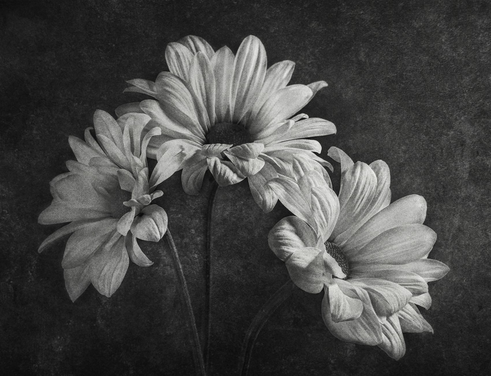 Graphic Flowers