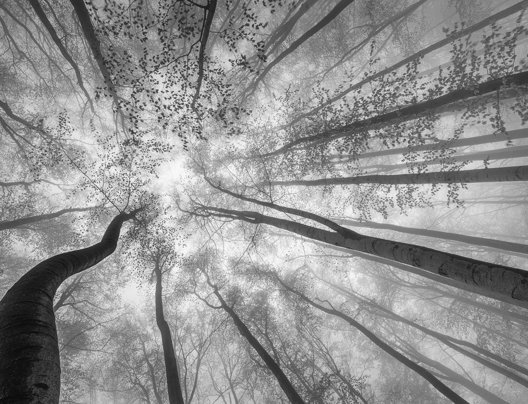 Tree Tops