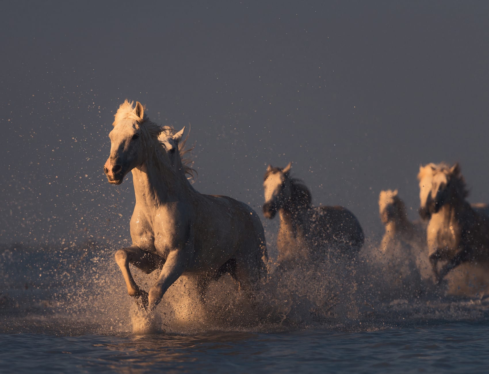 Wild Horses