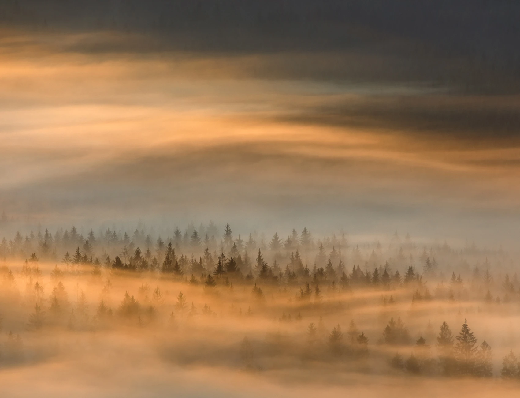 Golden Fir Forest