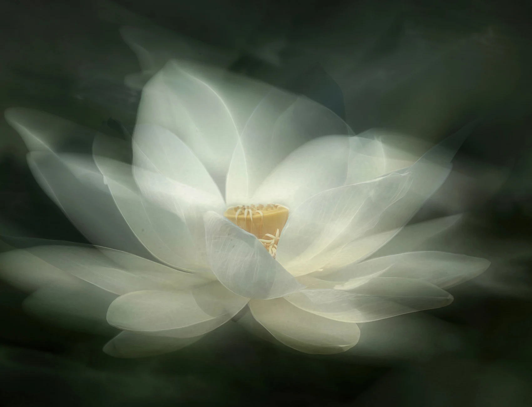 White Waterlily
