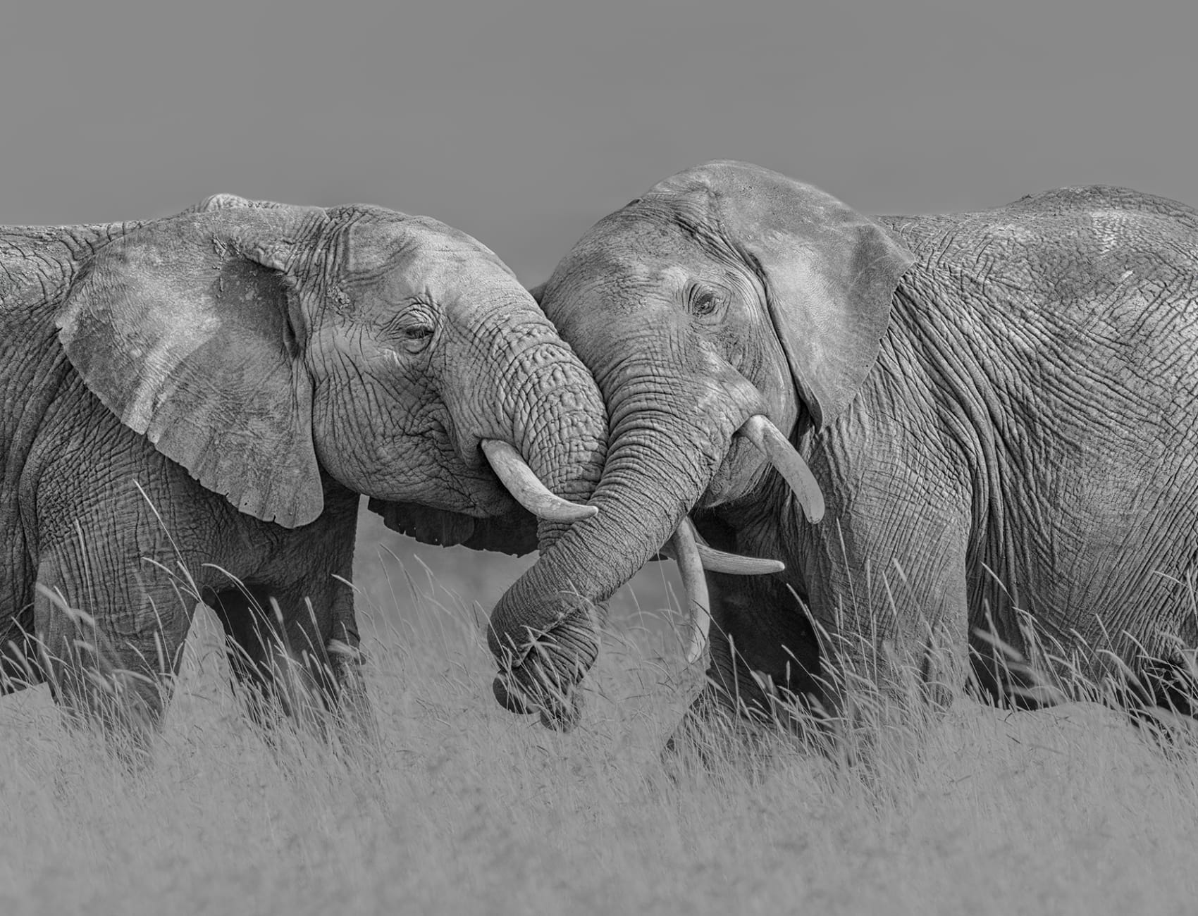 Elephant Hug