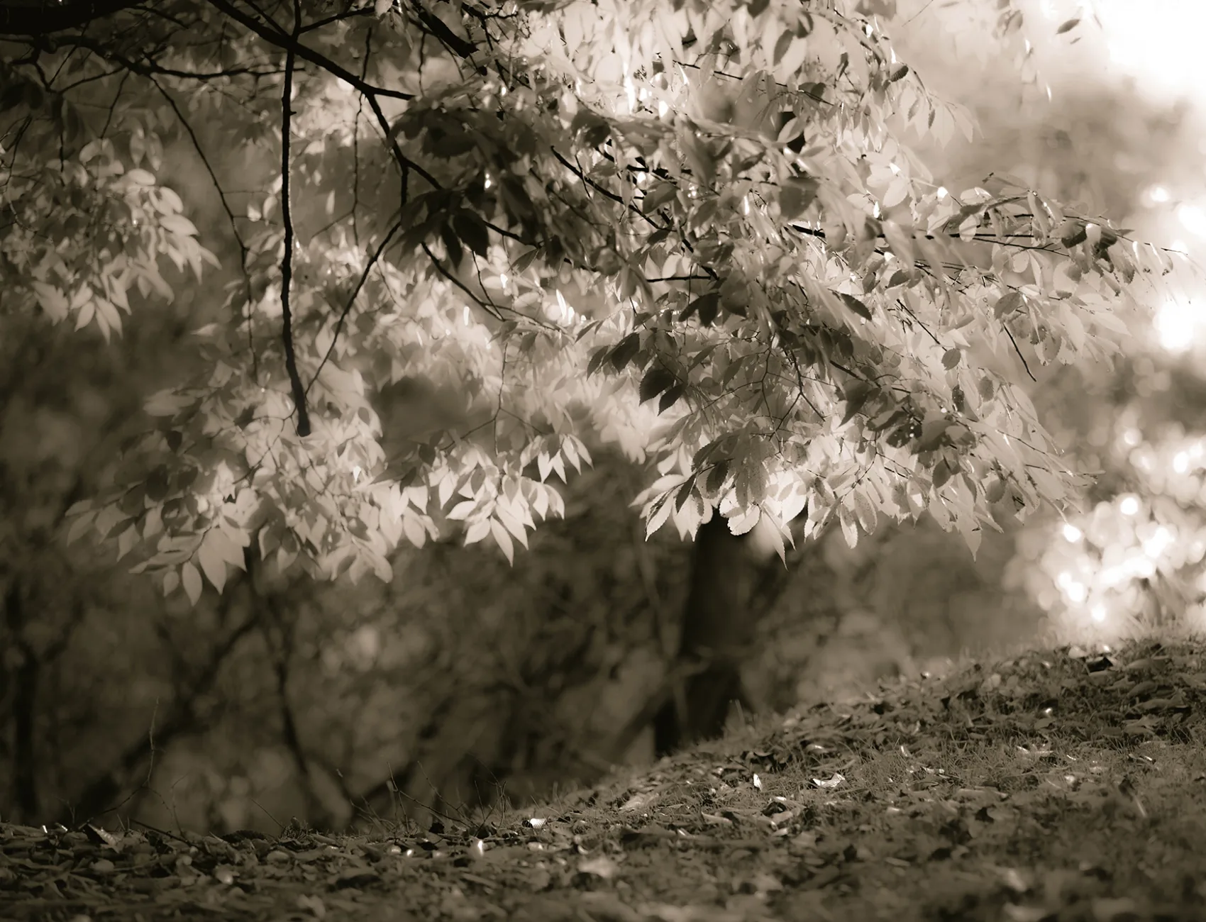 Sepia Leafs