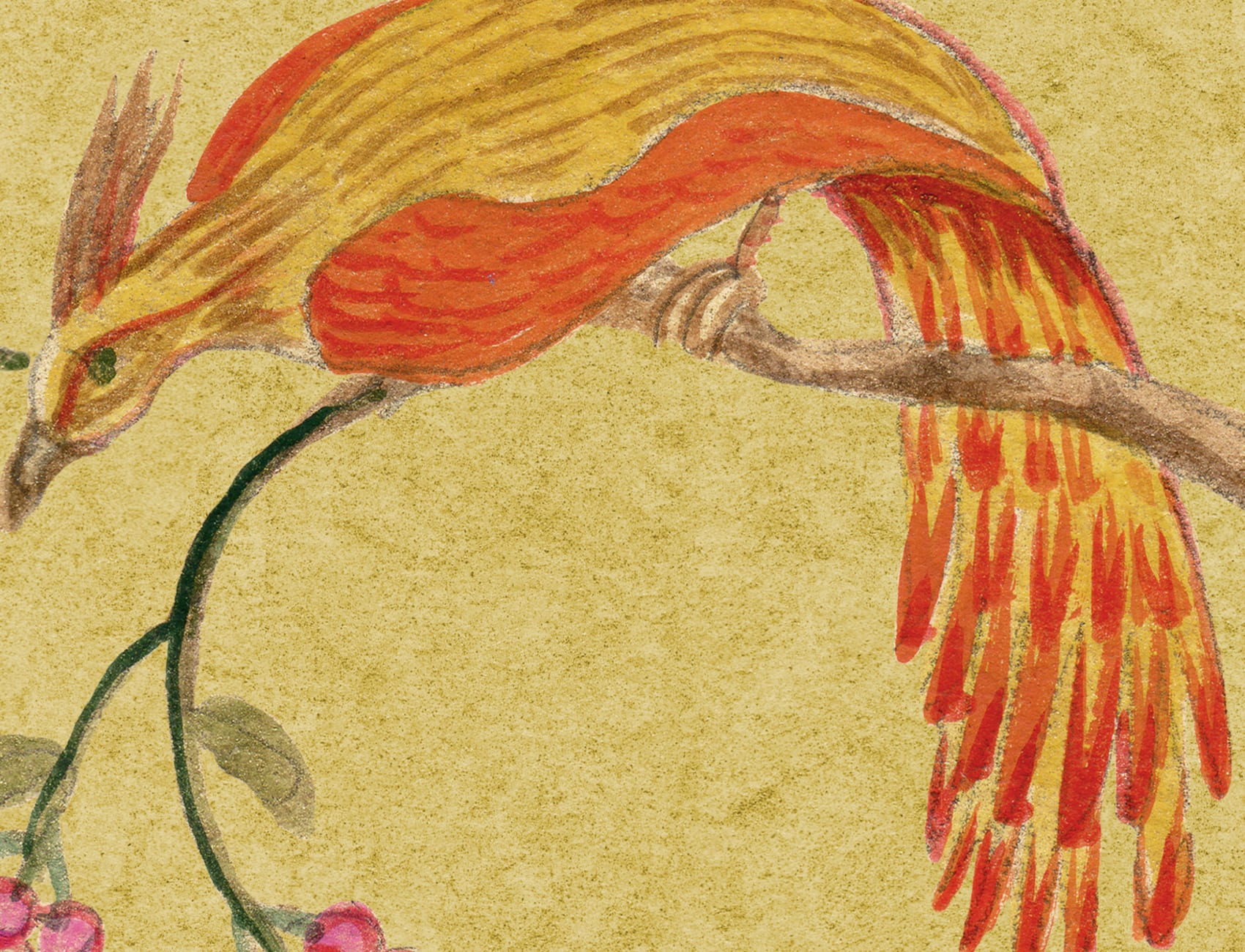 Songbirds, Saffron
