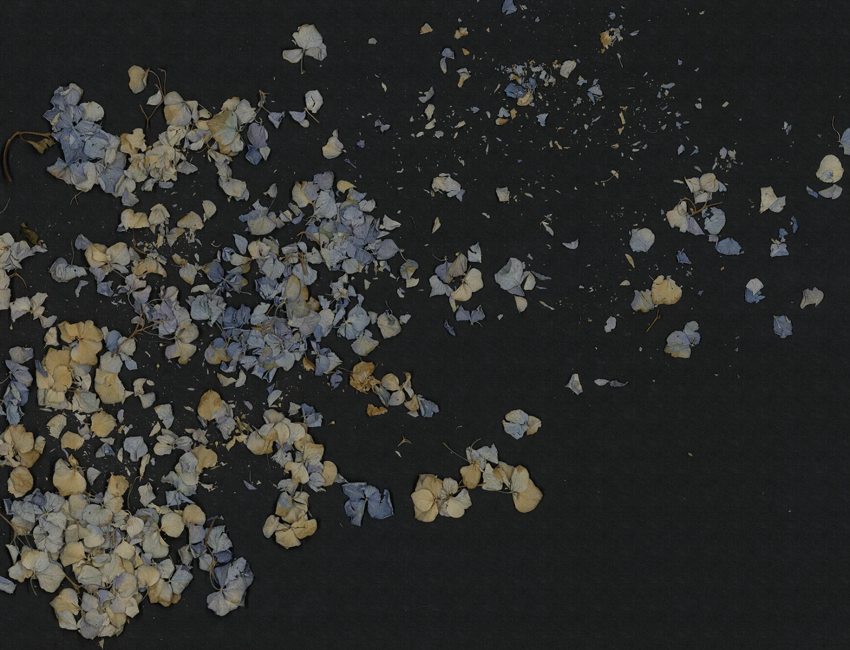 Fragile Beauty, Dark Blue